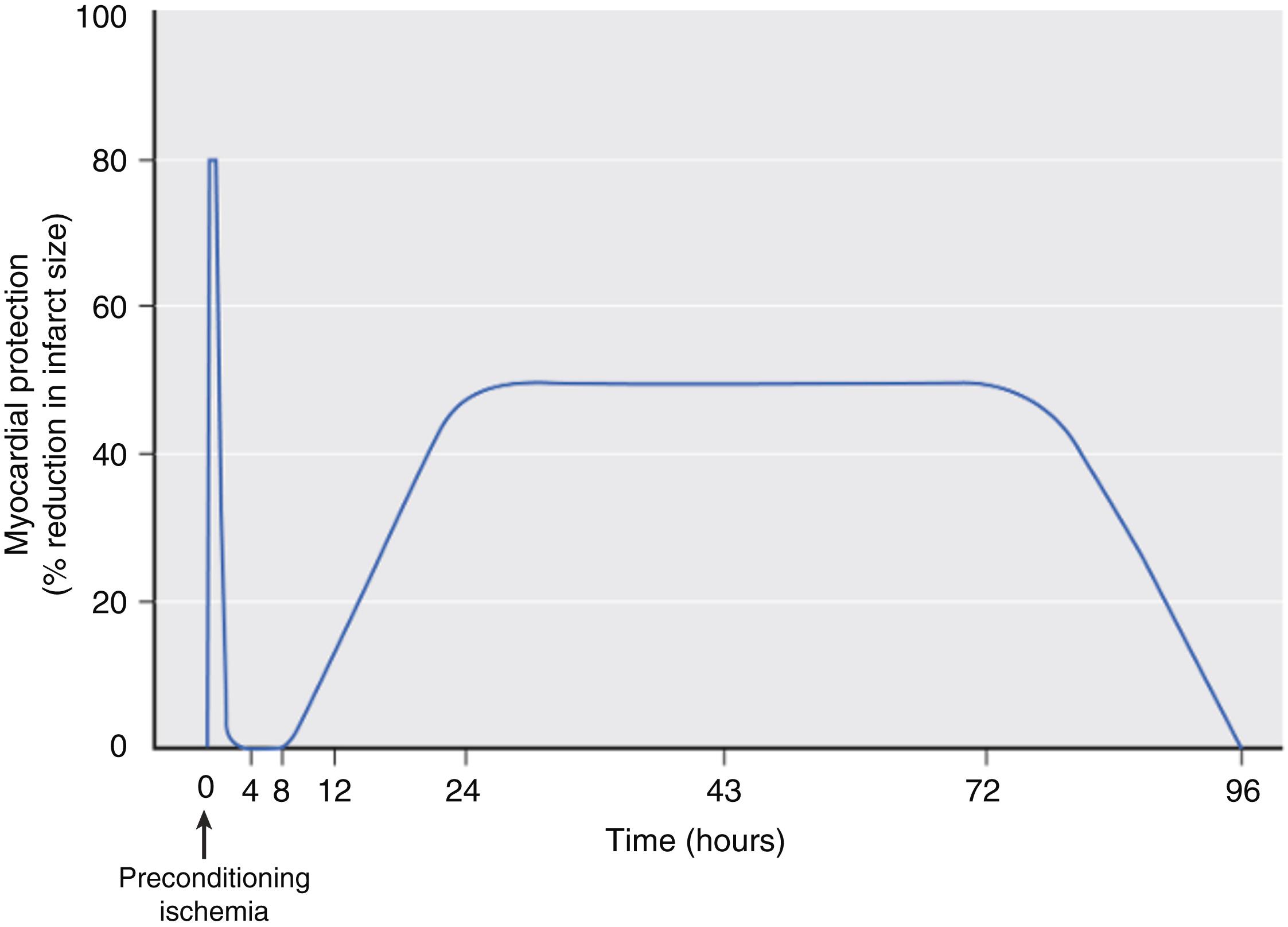 Figure 7.22, A schematic illustration depicts the two phases of ischemic or anesthetic preconditioning. Myocardial protection (expressed as a percentage reduction in infarct size) is plotted against time. After the application of a preconditioning stimulus (brief ischemia or exposure to a volatile anesthetic), there is a rapid development of a preconditioned state that confers powerful protection (80%–90% reduction in infarct size in some models). However, the protection is transient, lasting only 1 to 2 hours. This is followed by the slower development of a late phase of protection, which becomes fully manifested at 24 hours after the preconditioning stimulus and persists for approximately 72 hours. Thus the duration of the late phase is 30- to 50-fold longer than that of the early phase of PC.