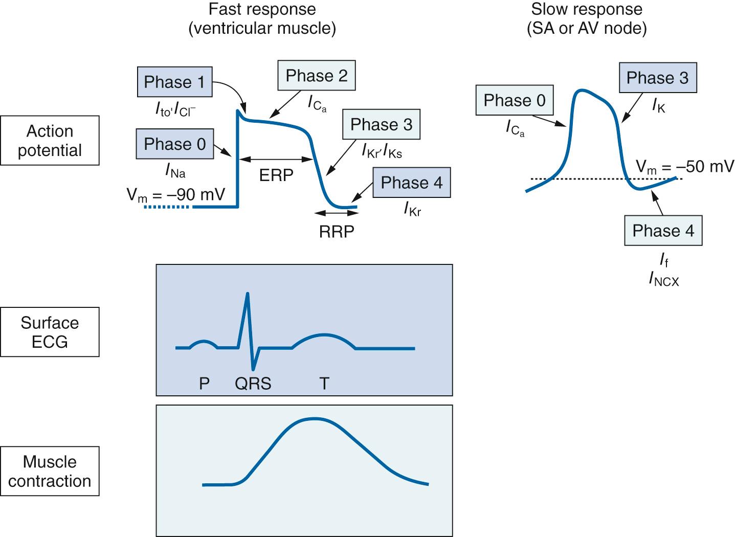 Fig. 23.1, Representative fast and slow response action potentials along with the corresponding surface electrocardiogram (ECG) and the relative timing of cardiomyocyte contraction. Individual phases of the action potentials are depicted along with the predominant ion currents contributing to each phase. AV, Atrioventricular; ERP, effective refractory period; I Na , inward sodium ion (Na + ) current; I to , transient outward current; I Cl , inward chloride current; I Ca , calcium ion (Ca 2+ ) entry current; I K, delayed rectifier potassium ion (K + ) current; I Kr, rapid component of delayed rectifier K + current; I Ks, slow component of delayed rectifier K + current; I KI, inward rectifier potassium current ; I NCX, Na + -Ca 2+ exchange current; I f, hyperpolarization activated funny current; RRP, relative refractory period; SA, sinoatrial; V m , membrane potential.