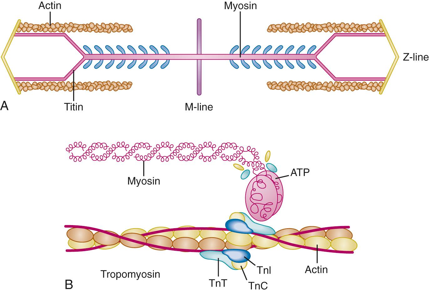 Fig. 23.5, Schematic representation of the cardiac sarcomere (A) showing orientation of the structural elements (titin, M-line, Z-line) and contractile elements (actin and myosin). B, An expanded view of the site for actin-myosin interaction. In the absence of calcium ions (Ca 2+ ), tropomyosin prevents the interaction between the myosin head and actin. Binding of Ca 2+ to the troponin C (TnC) component of a complex also containing troponin T (TnT) and troponin I (TnI) removes the inhibitory effect of tropomyosin allowing for actin-myosin interaction, adenosine triphosphate (ATP) hydrolysis, and cross-bridge formation.