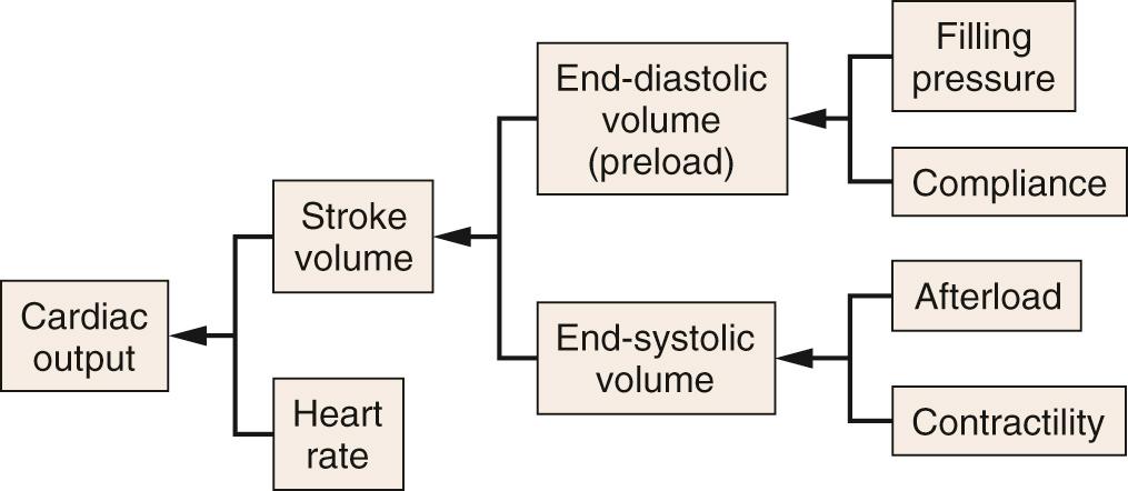 Fig. 24.2, Determinants of cardiac output.