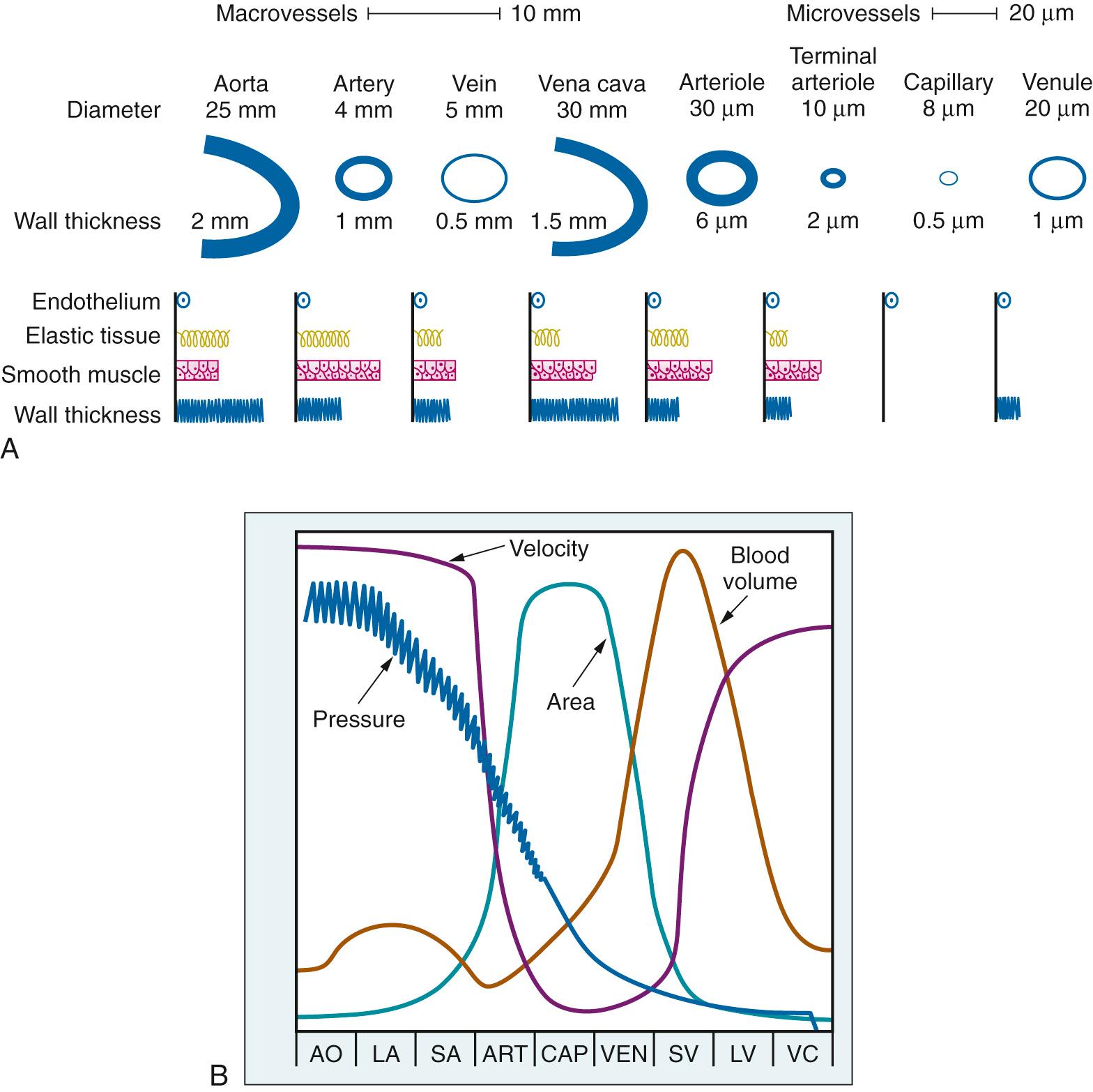 Fig. 24.14, A, Dimensions and structural attributes of the various vessel types. B, Velocity, cross-sectional area, blood volume, and pressure within the various vessel types. AO, Aorta; LA, large arteries; SA, small arteries; ART, arterioles; CAP, capillaries; VEN, venules; SV, small veins; LV, large veins; VC, venae cavae.