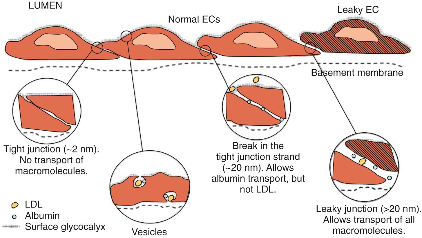 Fig. 24.15, Fluid transport pathways across the endothelium. The major pathways are (1) tight junctions allowing passage of water and small molecules, (2) vesicles, (3) breaks in the tight junctions allowing the transport of albumin, (4) leaky junctions allowing passage of all macromolecules. EC, Endothelial cell; LDL, low-density lipoprotein.