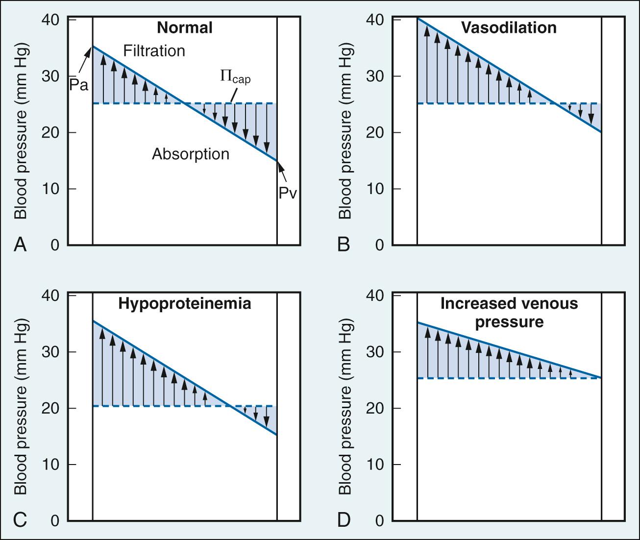 Fig. 24.16, Capillary-tissue fluid exchange. See text for details. Π cap , Capillary oncotic pressure; Pa, hydrostatic pressure at arterial end of capillary; Pv, hydrostatic pressure at venous end of capillary.