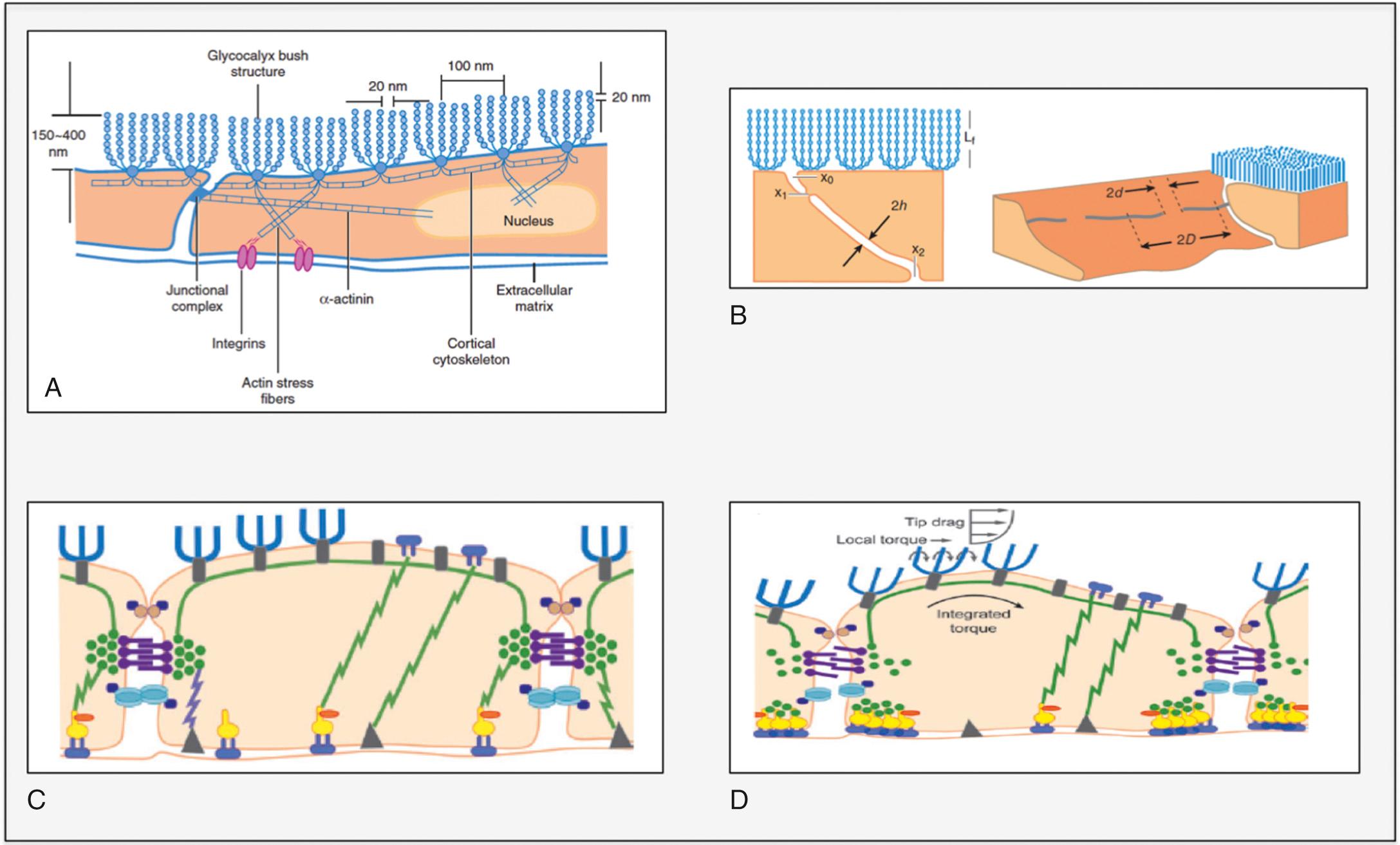 Fig. 24.17, A, Sketch of the configuration of the glycocalyx on the luminal side of the capillary endothelium. B, Cross section and a three-dimensional sketch of the glycocalyx covering the interendothelial cleft. C, The mechanism of mechanotransduction of the glycocalyx in response to fluid shear stress (FSS). It resembles the bumper-car model. At rest (with no FSS), the base of the actin cortical web (ACW) is formed by an intact dense peripheral actin band (DPAB) localized to the adherens junction. D, In response to FSS, local torque is applied on the bushlike glycocalyx resulting in translocation of the cytoskeleton and opening of the tight junctions allowing transudation of fluids. 2d, Llength of tight junction strand gaps; 2D, mean distance between strand gap centers (equal to functional unit length); 2h, orientation of cleft width; x 0 , luminal cleft opening; x 1 , tight junction strand; x 2 , abluminal cleft exit.