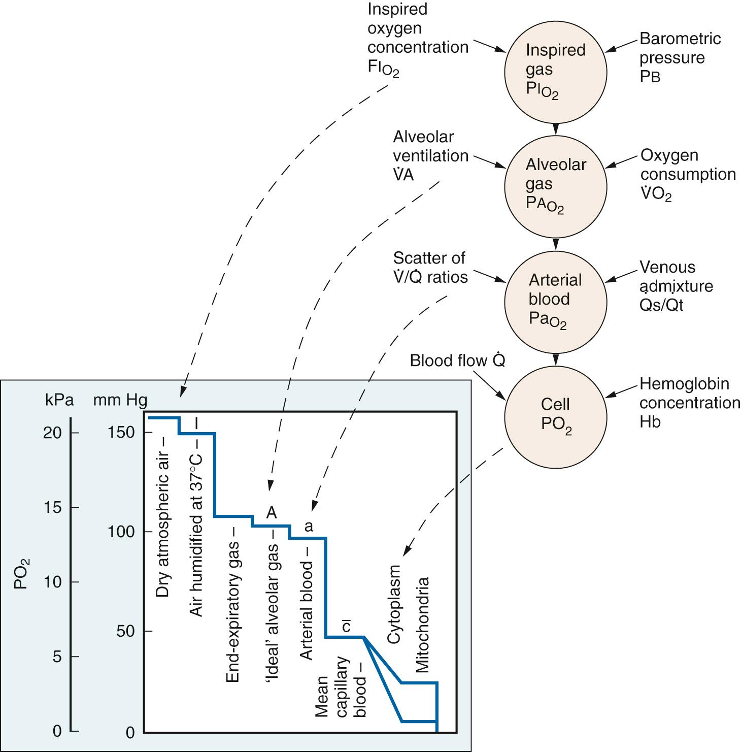 Fig. 24.19, On the lower left is the oxygen cascade with the partial pressure of oxygen (P o 2 ) decreasing from the level in the ambient air down to the level in the mitochondria. The right side lists the factors influencing P o 2 at various steps in the cascade. F io 2 , Fraction of inspired oxygen; Hb, hemoglobin; PA o 2 , alveolar oxygen partial pressure; Pa o 2 , arterial pressure of carbon dioxide; PI o 2 , partial pressure of inspired oxygen; V̇A, alveolar ventilation; V̇ o 2 , oxygen consumption; V̇/Q, ventilation-perfusion ratio.