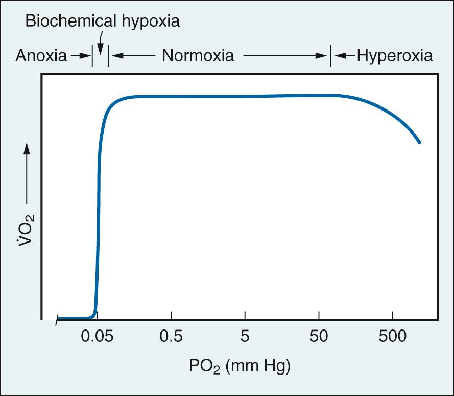 Fig. 24.20, Oxygen consumption (V̇ o 2 ) of isolated mitochondria as a function of partial pressure of oxygen (P o 2 ) . Oxygen consumption remains unchanged as long as P o 2 is above 0.5 mm Hg.