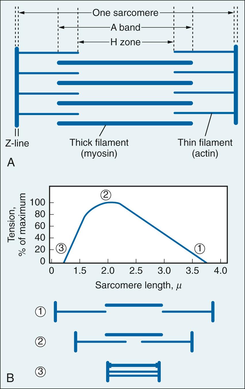 Fig. 24.3, A, Contractile machinery and ultrastructure of the cardiac cell. B, Tension development as a function of sarcomere length. Myofilament overlap at three points in the length-tension curve is depicted below.