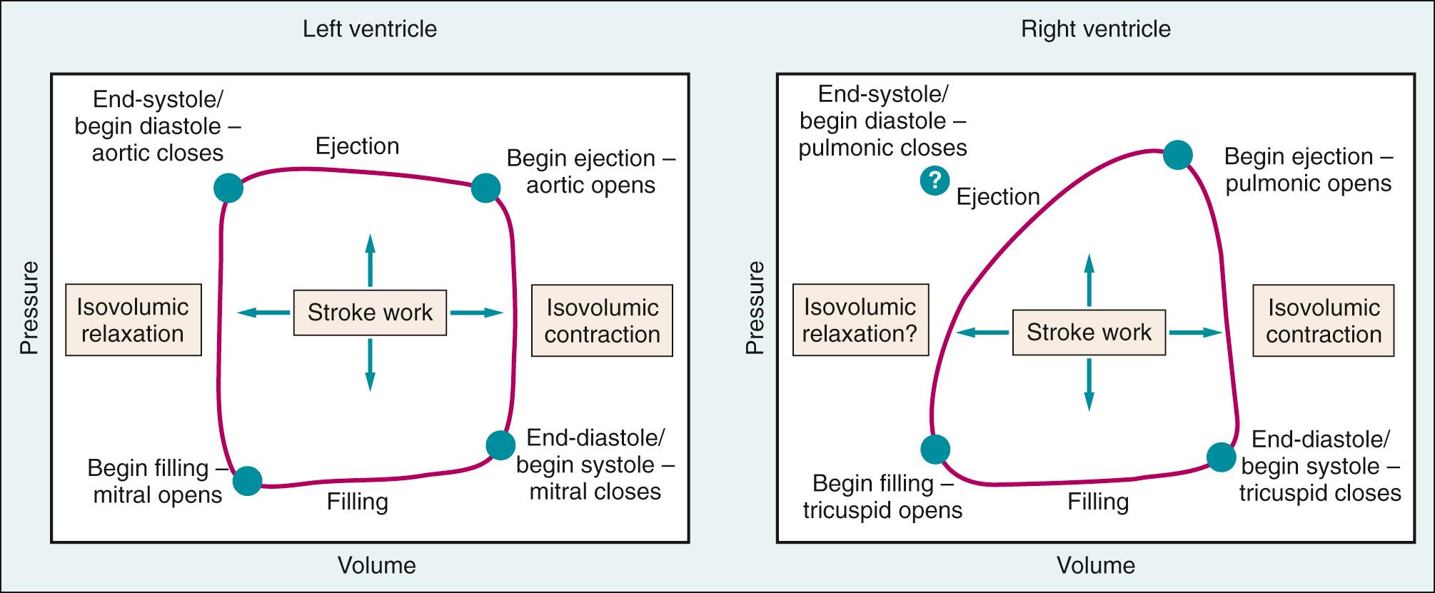 Fig. 24.10, A comparison of the pressure-volume characteristics for the left and right ventricles.