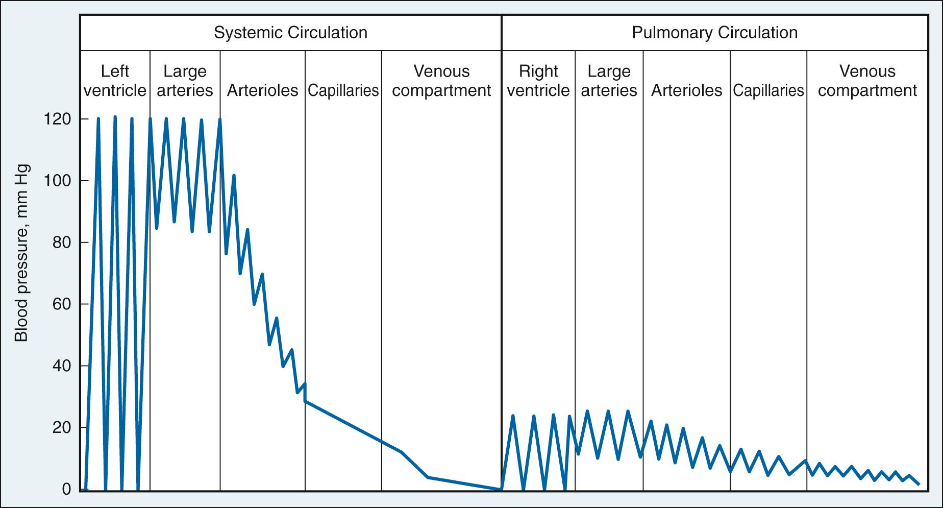 Fig. 24.11, Blood pressure in the series coupled components of the systemic and pulmonary circulations.