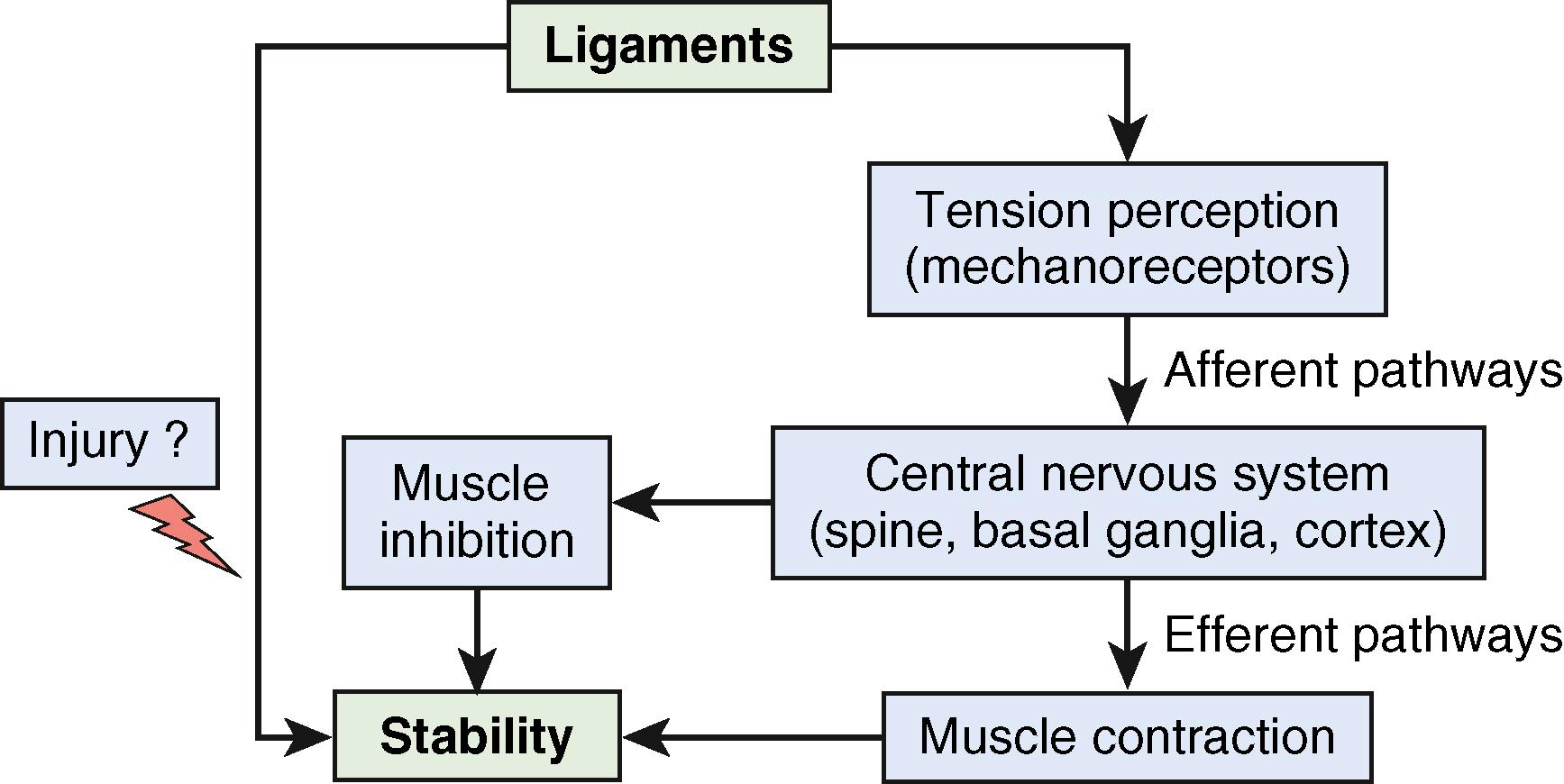 Fig. 13.12, Schematic representation of the mechanism of carpal stabilization. Ligaments are the primary stabilizers. When one ligament is seriously injured, a secondary neuromuscular reflex develops to compensate for the defect. This entire mechanism is mediated by the central nervous system and, depending on which ligament is injured, involves contraction of some muscles and inhibition of other muscles.