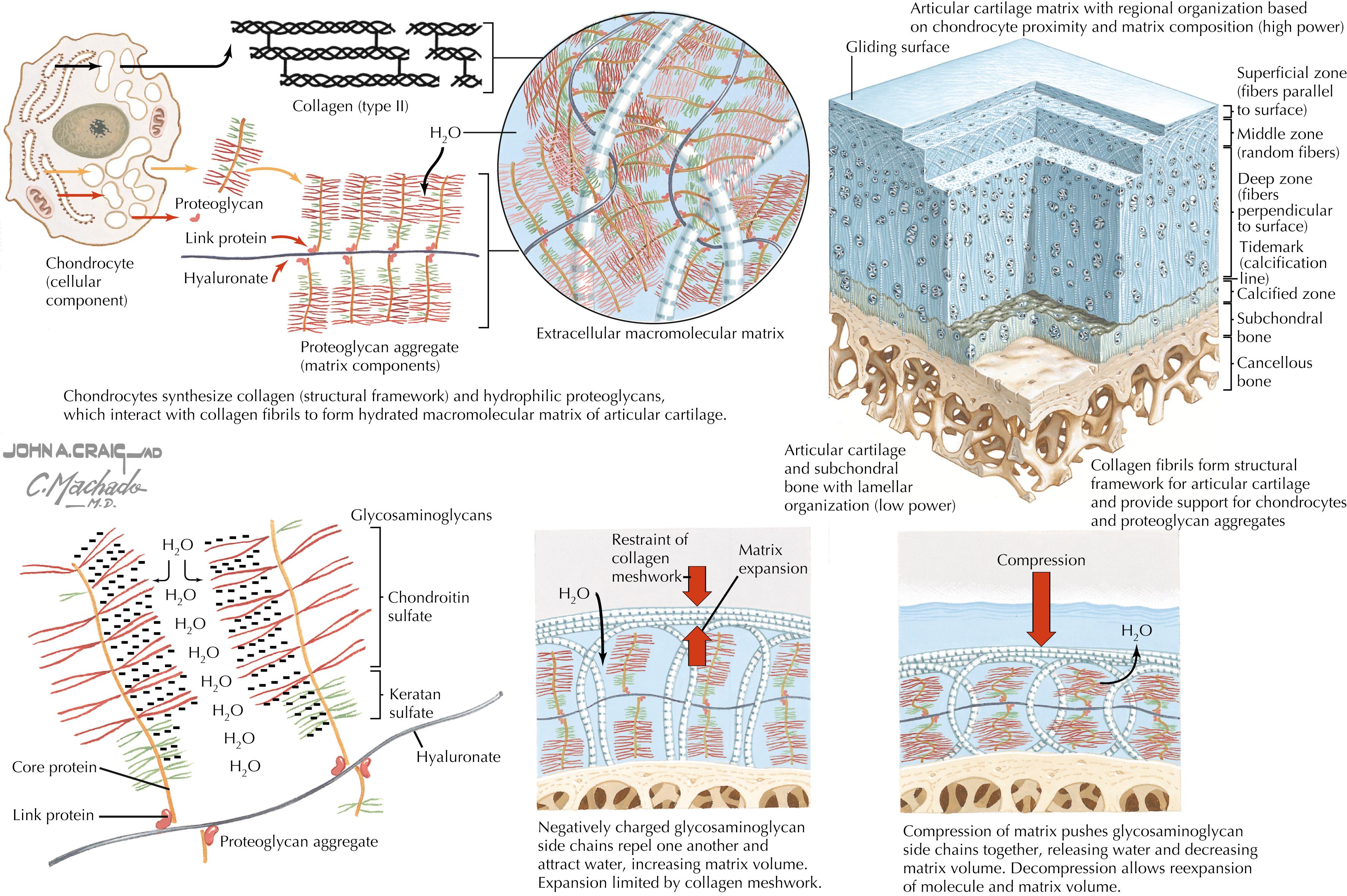 Figure 57.1, Composition and structure of articular cartilage.