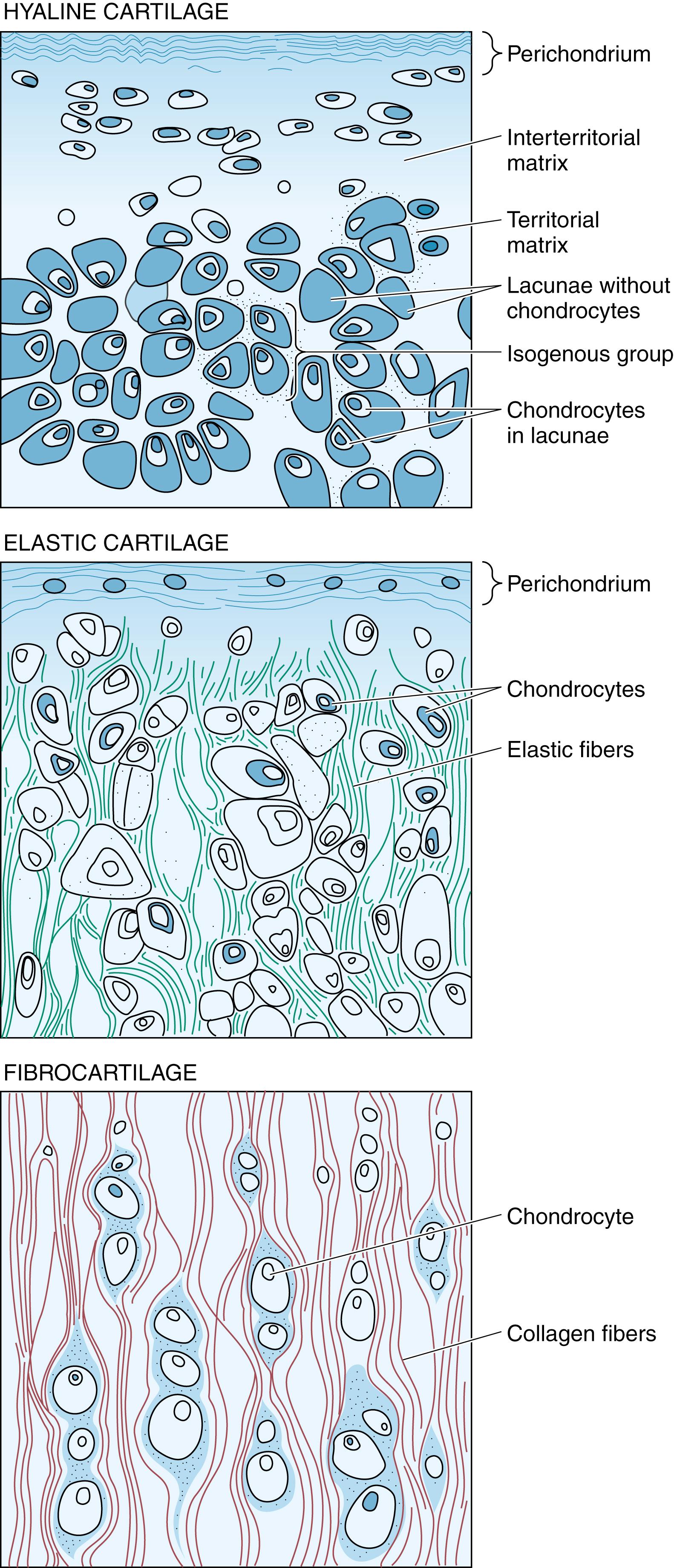 Fig. 7.1, Diagram of the types of cartilage.