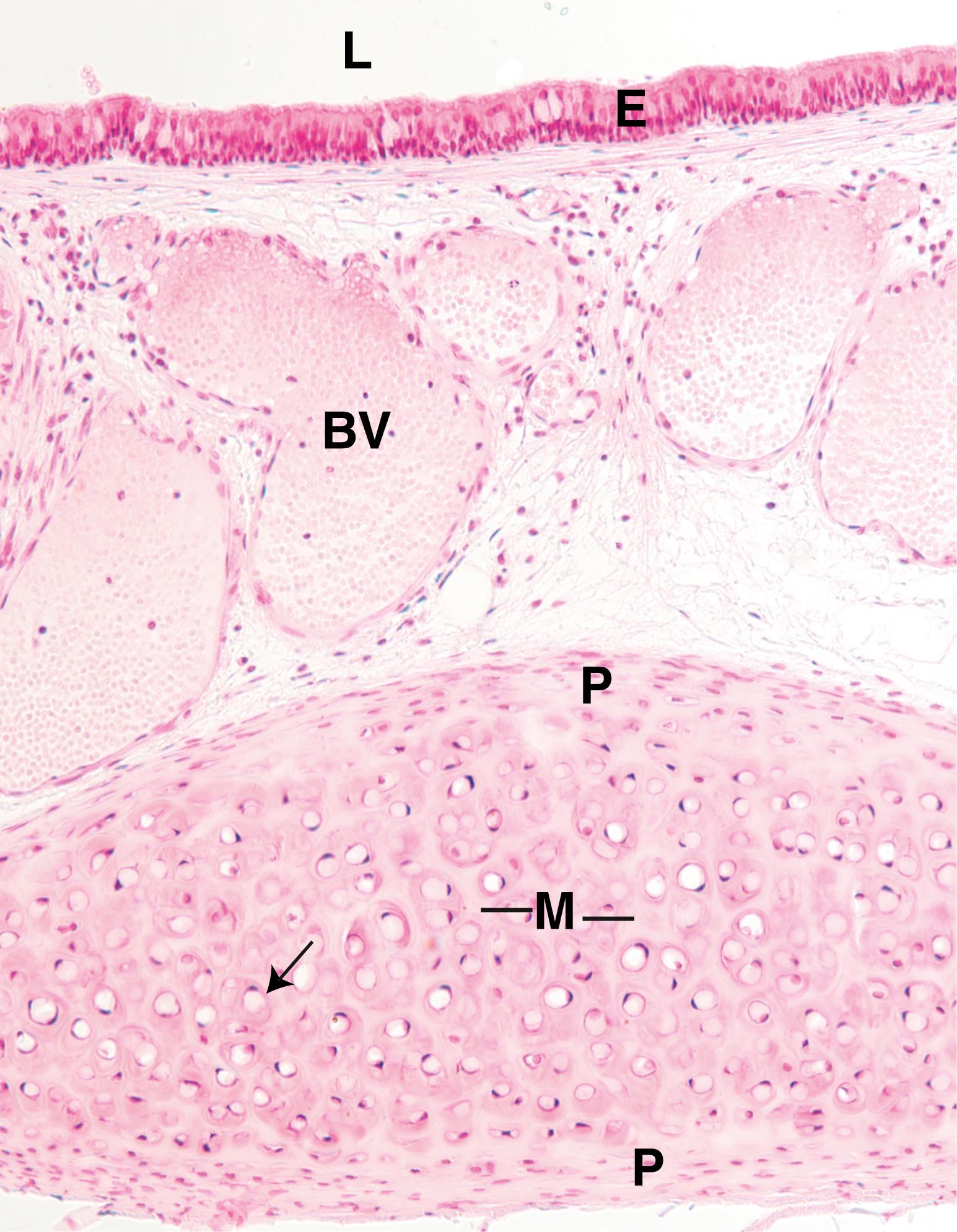 Fig. 7.2, This low-magnification photomicrograph displays a monkey trachea with its pseudostratified ciliated columnar epithelium (E) lining its lumen (L). Observe the perichondrium (P) surrounding the hyaline cartilage and chondrocytes (arrow) housed within the lacunae surrounded by the cartilage matrix (M). Large blood vessels (BV) are located deep to the epithelium. (×125)