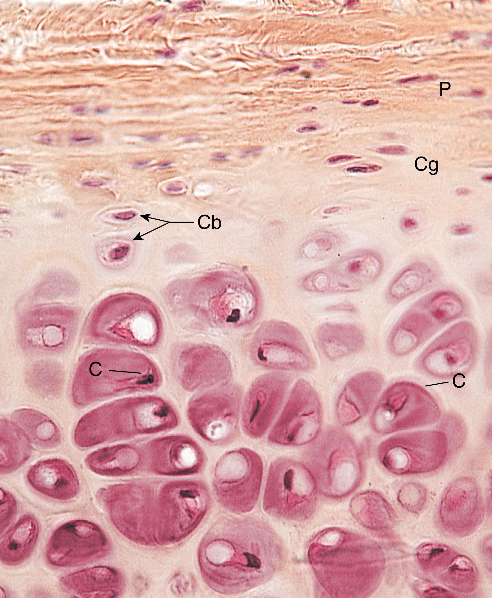 Fig. 7.3, Light micrograph of hyaline cartilage (×270). Observe the large ovoid chondrocytes (C) trapped in their lacunae. Directly above them are the elongated chondroblasts (Cb). At the very top is the perichondrium (P) and the underlying chondrogenic (Cg) cell layer.