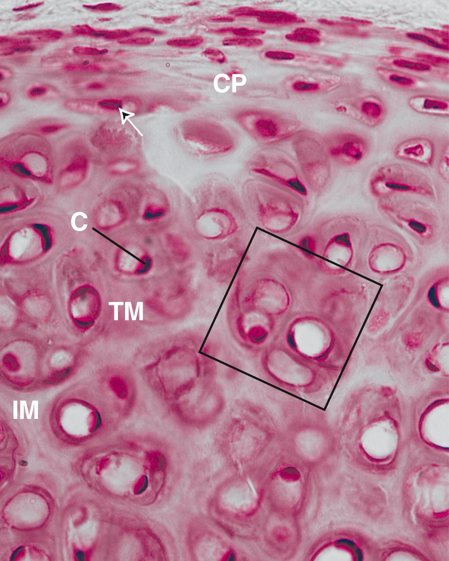 Fig. 7.4, High-magnification light micrograph of hyaline cartilage. Observe the cellular perichondrium (CP) housing chondrogenic cells and chondroblasts (arrow) . Note the nuclei of chondrocytes (C) in their lacunae. This cartilage is growing larger, as is evident by the presence of cell nests (boxed area) . The darker territorial matrix (TM) is clearly distinguishable from the lighter interterritorial matrix (IM). The intense red line at the circumference of each lacuna is the pericellular capsule. (×540)