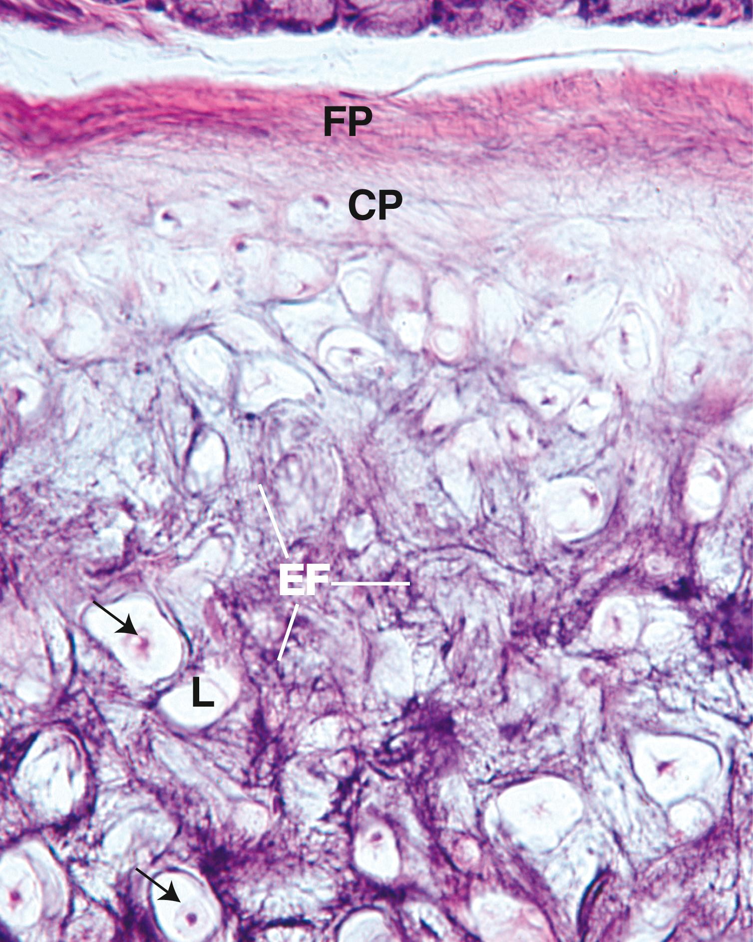 Fig. 7.6, Medium magnification of a light micrograph of elastic cartilage. Note the fibrous (FP) and the cellular (CP) perichondrium and the differences in their cell population. The lacunae (L) of the cartilage have chondrocytes (arrows) that shrunk during preparation so they do not occupy the entire lacuna as they would in living cartilage. Numerous elastic fibers (EF) are embedded in the gelatinous matrix. (x270)