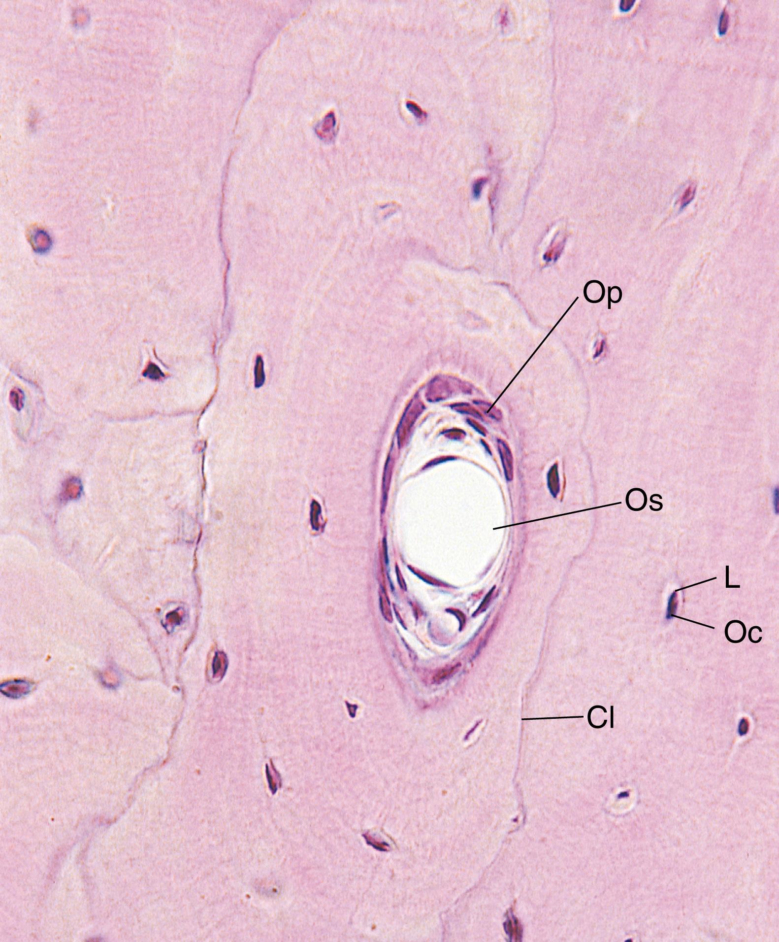 Fig. 7.9, Light micrograph of decalcified compact bone (×540). Osteocytes (Oc) may be observed in lacunae (L). Also note the blood vessel (Os) and osteoprogenitor cells (Op) in the haversian canal of the osteon, and observe the cementing lines (Cl) that completely surround osteons.