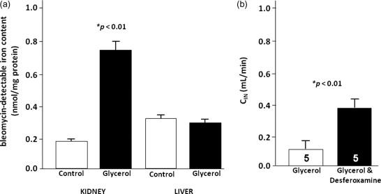 Figure 89.2, Glycerol-induced acute renal failure. Panel a. Bleomycin-detectable iron content in the kidneys and in the liver. Panel b. Effect of deferoxamine on glycerol-induced renal failure.