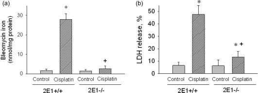 Figure 89.5, In vitro study using kidney slices from CYP2E1+/+ and CYP2E1−/− mice. Panel a. Catalytic iron release from kidney slices exposed to cisplatin. Panel b. Cytotoxicity of cisplatin to kidney slices as measured by lactate dehydrogenase (LDH) release.