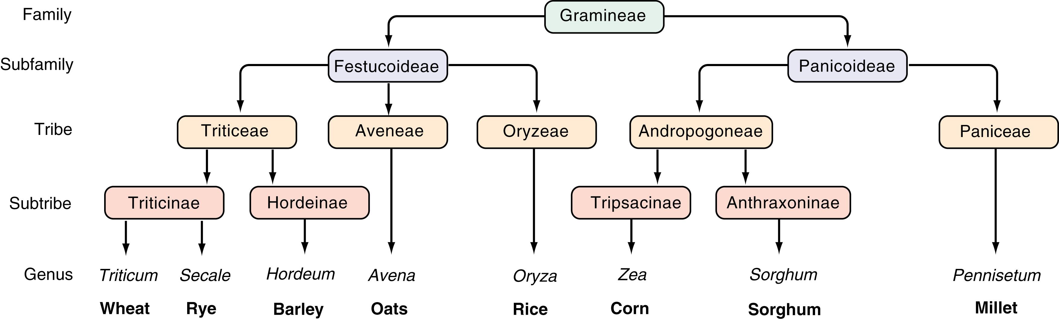 Fig. 107.3, Taxonomic relationships of the major cereal grains.