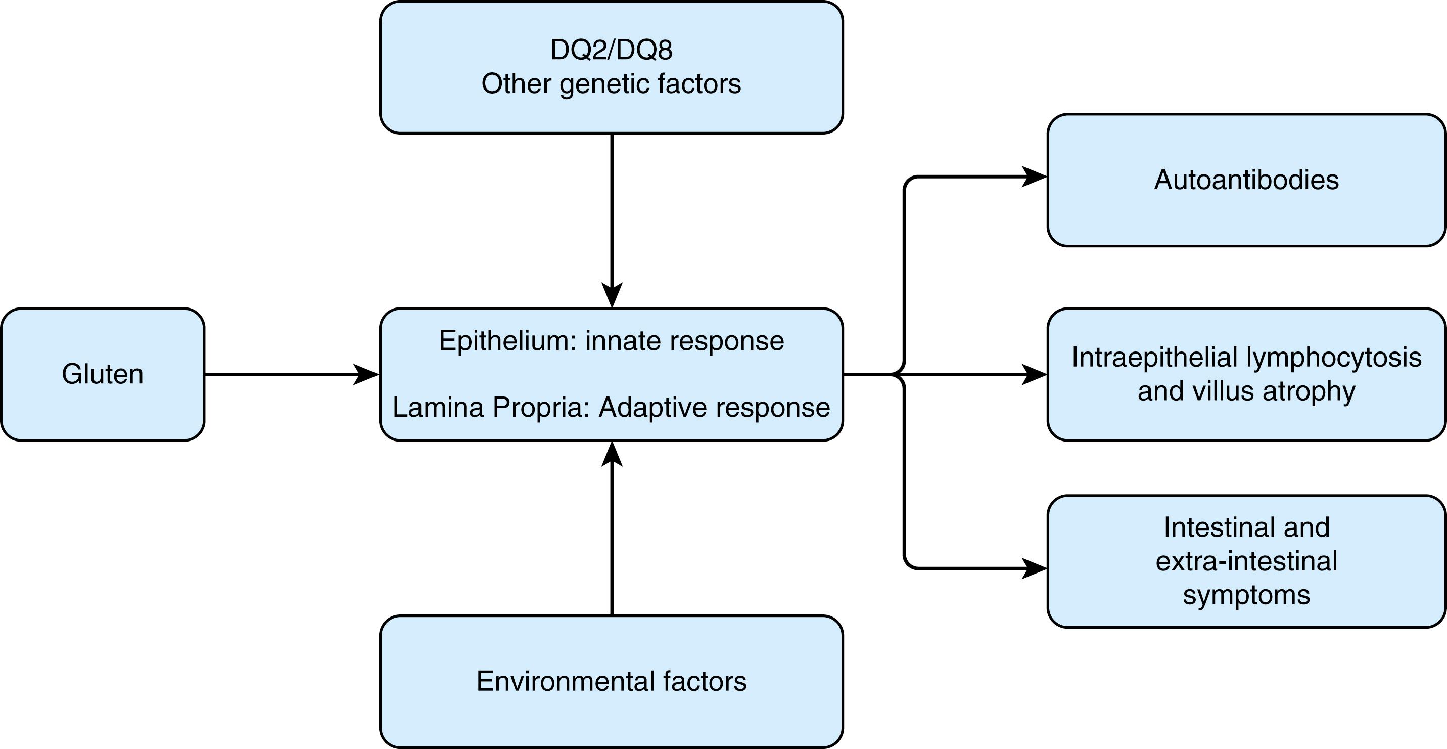 Fig. 107.2, Multifactorial pathogenesis of celiac disease. Gluten, together with one or more additional environmental triggers is necessary to activate the innate and adaptive immune system in the genetically susceptible host. The primary sites of this activity are in the intestinal epithelium and lamina propria, respectively. This results in the generation of autoantibodies to tissue transglutaminase, villus atrophy with intraepithelial lymphocytosis, and downstream clinical sequelae.