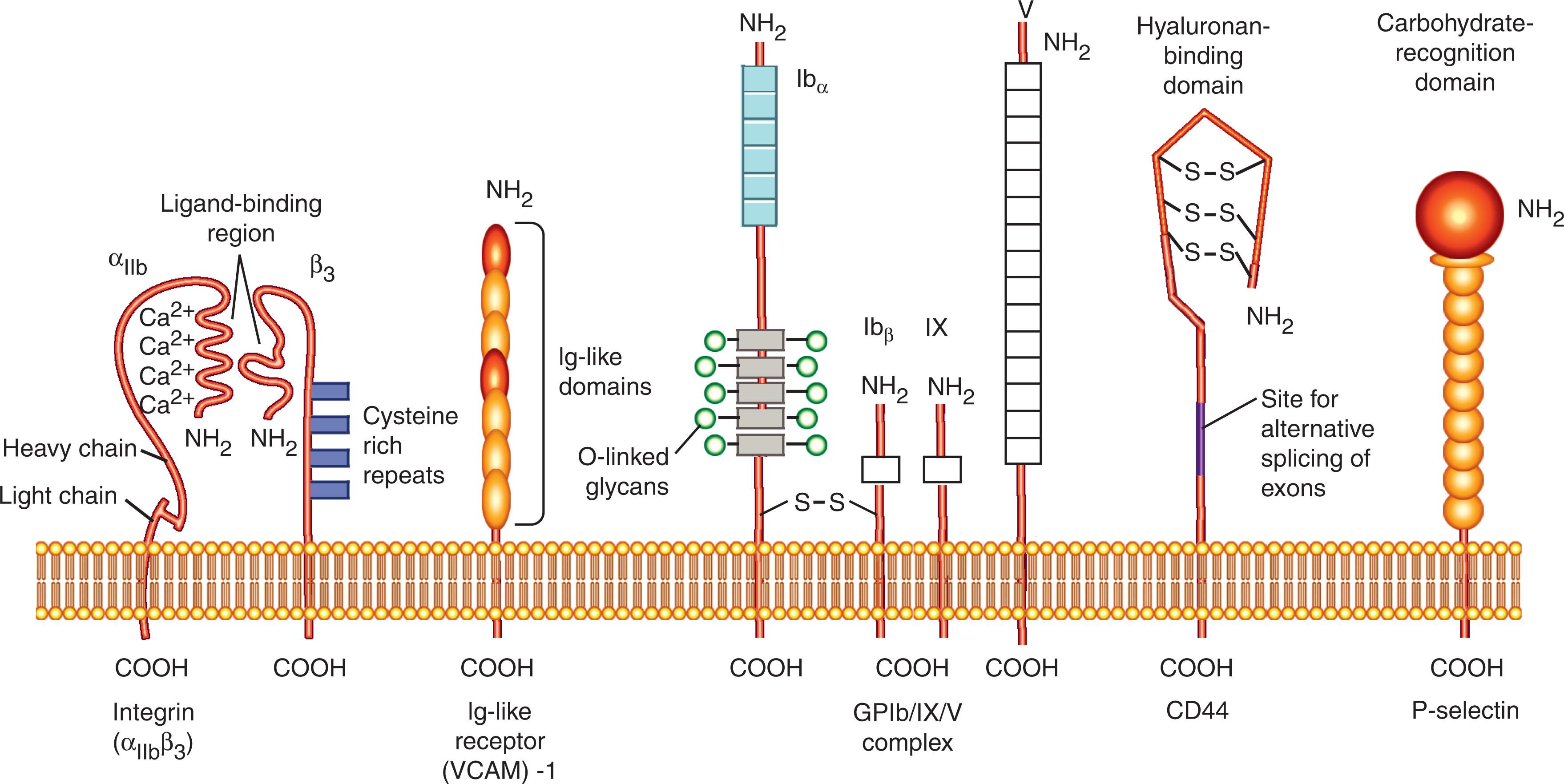 Figure 15.1, SCHEMATIC DIAGRAMS OF SEVERAL TYPES OF CELL SURFACE ADHESION RECEPTORS.