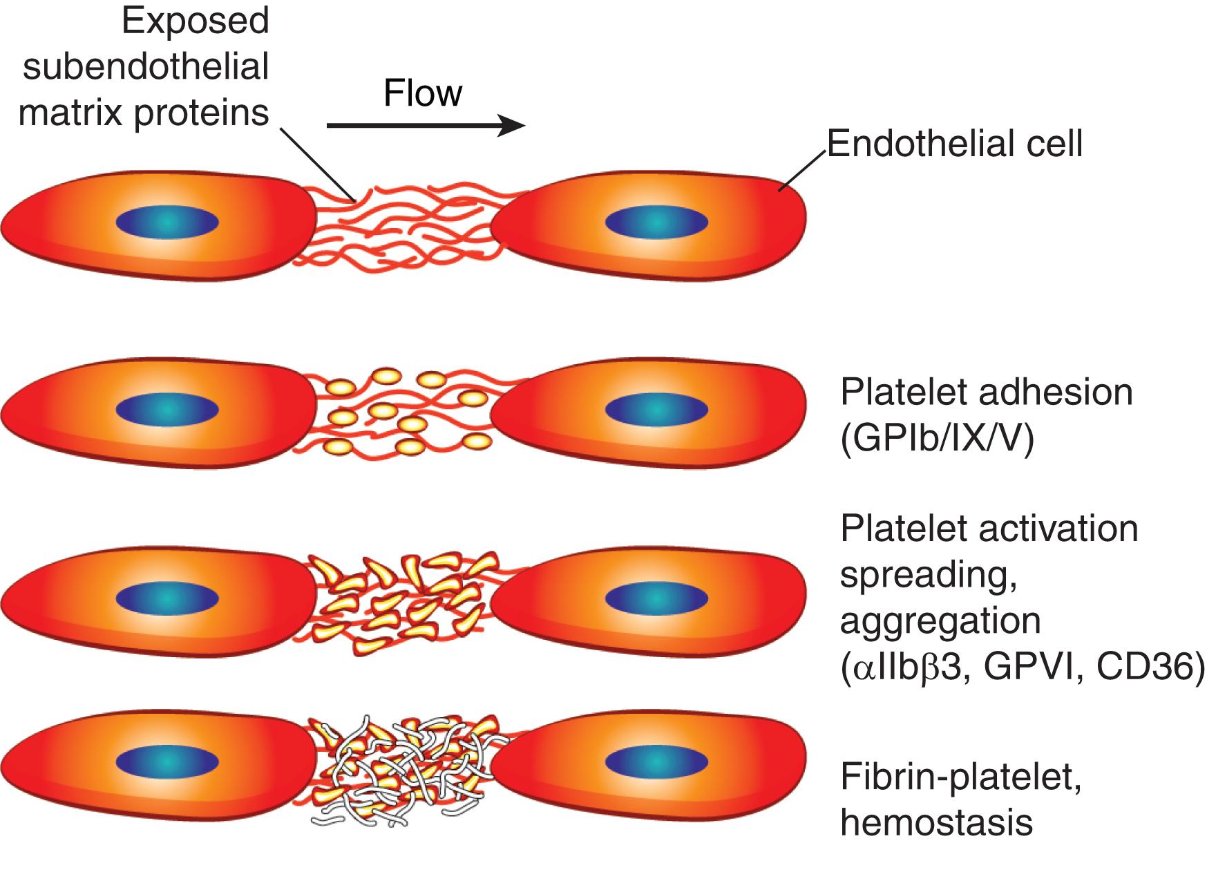 Figure 15.2, PLATELET ADHESION, AGGREGATION, AND HEMOSTASIS.