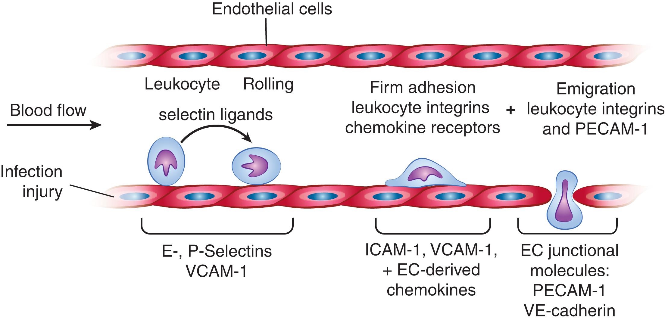 Figure 15.3, LEUKOCYTE ROLLING, SPREADING, AND EMIGRATION.