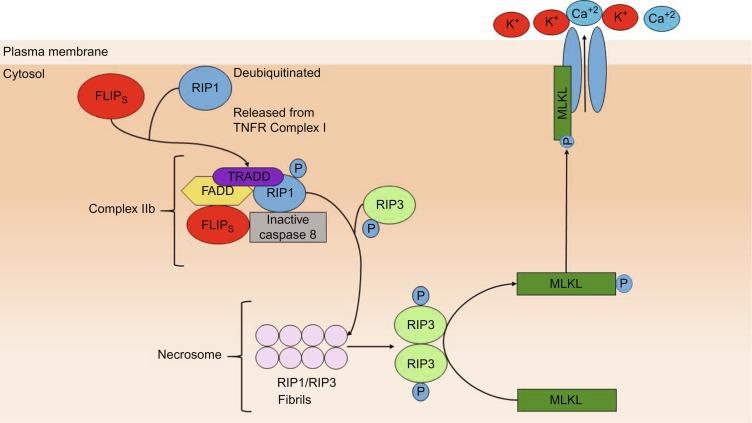 Fig. 9.2, The extrinsic pathway of apoptosis. TNFα binding to TNFR1 results in the formation of Complex I which includes trimerized TNFR1, TRAFs, TRADD, cIAPs, and ubiquitinated RIP1. RIP1 is ubiquitinated by LUBAC and cIAPs. The formation of Complex I leads to NF-kB activation. In turn, NF-kB activation leads to the production of Bcl-2, Bcl-X L , and IAPs which inhibit apoptosis leading to cell survival. If RIP1 is deubiquitinated Complex I is destabilized and moves to the cytoplasm where it forms Complex IIa which is also called the death-inducing signal complex (DISC). Complex IIa includes TRADD, FADD, deubiquitinated RIP1, Flip L and caspase 8. Active caspase 8 leads to the activation of procaspase 3 and procaspase 7 resulting in apoptosis.