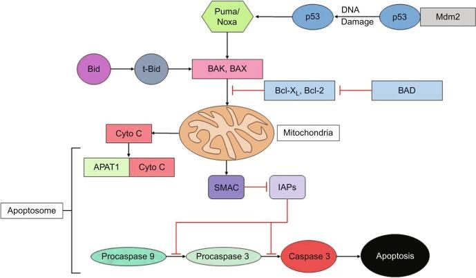 Fig. 9.3, The intrinsic pathway of apoptosis. DNA damage induced by radiation or chemotherapy causes the dissociation of p53 from Mdm2. Free p53 activates PUMA or NOXA which activate the proapoptotic proteins BAK and BAX which in turn induce the formation of pores in mitochondrial membrane. The antiapoptotic proteins Bcl-X L and Bcl-2 block the formation of these pores. The proapoptotic molecule BAD inactivates Bc-X L and Bcl-2. Creation of pores in the mitochondrial membrane induces the release of cytochrome C which combines with APAT-1 and procaspase 9 to form the apoptosome which leads to the cleavage of procaspase 9. This in turn activates caspase 3 leading to apoptosis. The formation of pores in the mitochondrial membrane also releases SMAC that inhibits the IAPs which block the activation of procaspase 9 and procaspase 3. There is cross talk between the extrinsic pathway and intrinsic pathway of apoptosis. The extrinsic pathway activates Bid to t-Bid which activates the proapoptotic proteins BAK and BAX.