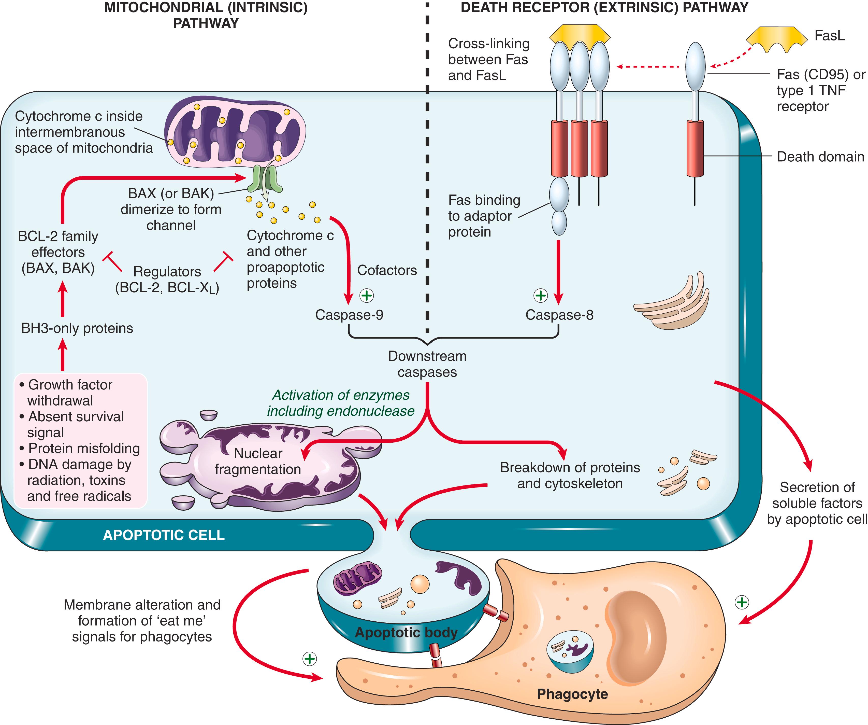 FIG. 1.12, Mechanisms of apoptosis. The two pathways of apoptosis differ in their induction and regulation, but both culminate in the activation of caspases. In the mitochondrial pathway, BH3-only proteins sense a lack of survival signals or DNA or protein damage and activate effector molecules that increase mitochondrial permeability. In concert with a deficiency of BCL-2 and other proteins that oppose mitochondrial permeability, the mitochondria become leaky and various substances, such as cytochrome c, enter the cytosol and activate caspases. Activated caspases induce the changes that culminate in cell death and fragmentation. In the death receptor pathway, signals from plasma membrane receptors lead to the assembly of adaptor proteins into a “death-inducing signaling complex,” which activates caspases, and the end result is the same.