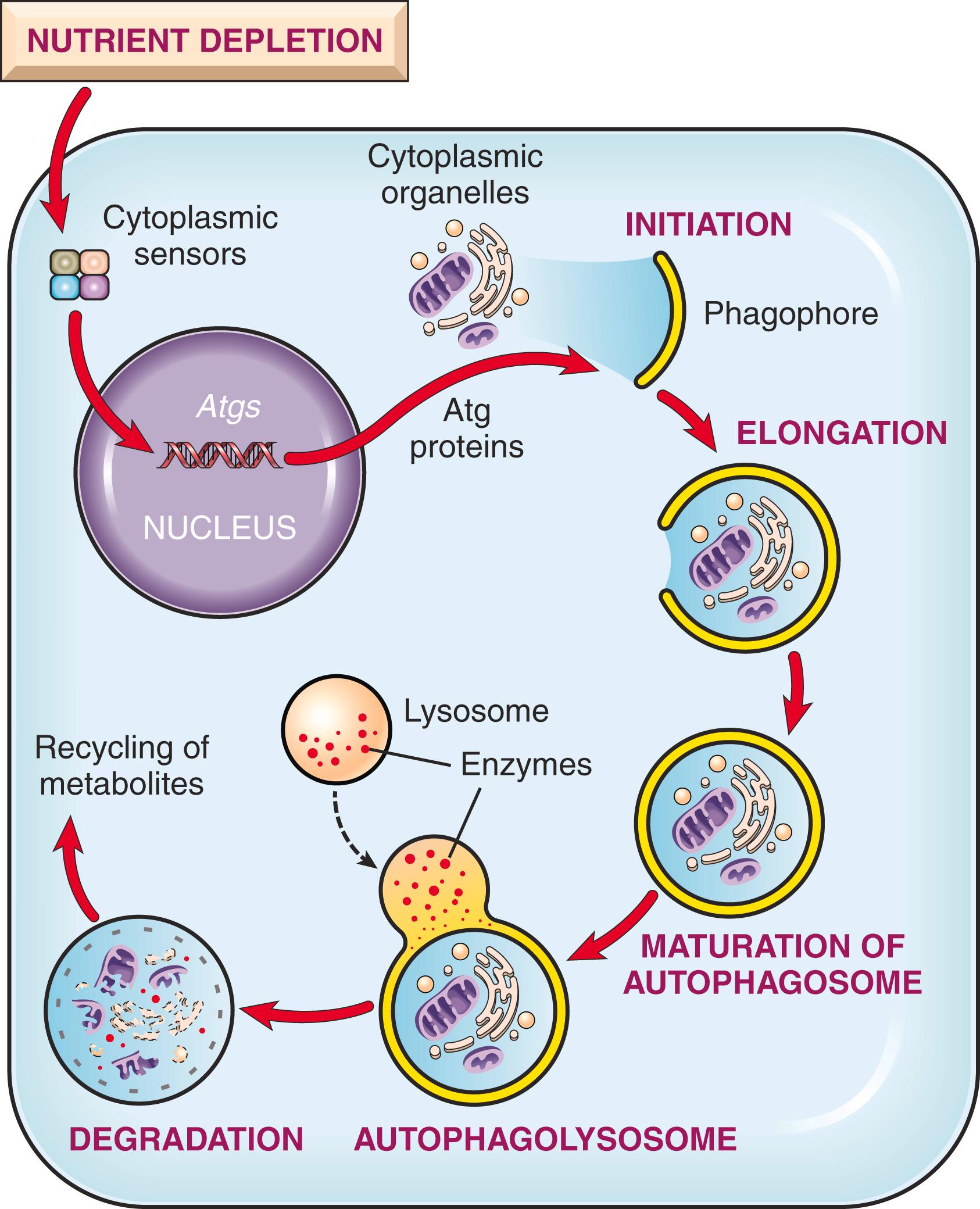 FIG. 1.14, Autophagy. Cellular stresses, such as nutrient deprivation, activate autophagy genes (Atgs) , whose products initiate the formation of membrane-bound vesicles in which cellular organelles are sequestered. These vesicles fuse with lysosomes, in which the organelles are digested, and the products are used to provide nutrients for the cell. The same process can trigger apoptosis by mechanisms that are not well defined.