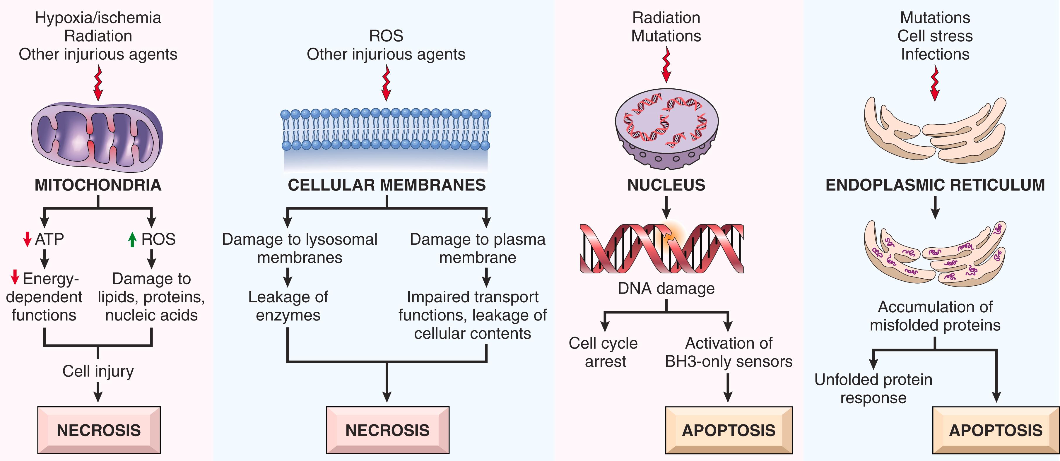 FIG. 1.15, The principal biochemical mechanisms and sites of damage in cell injury. Note that causes and mechanisms of cell death by necrosis and apoptosis are shown as being independent but there may be overlap; for instance, both may occur as a result of ischemia, oxidative stress, and radiation-induced cell death. ATP, Adenosine triphosphate; ROS, reactive oxygen species.