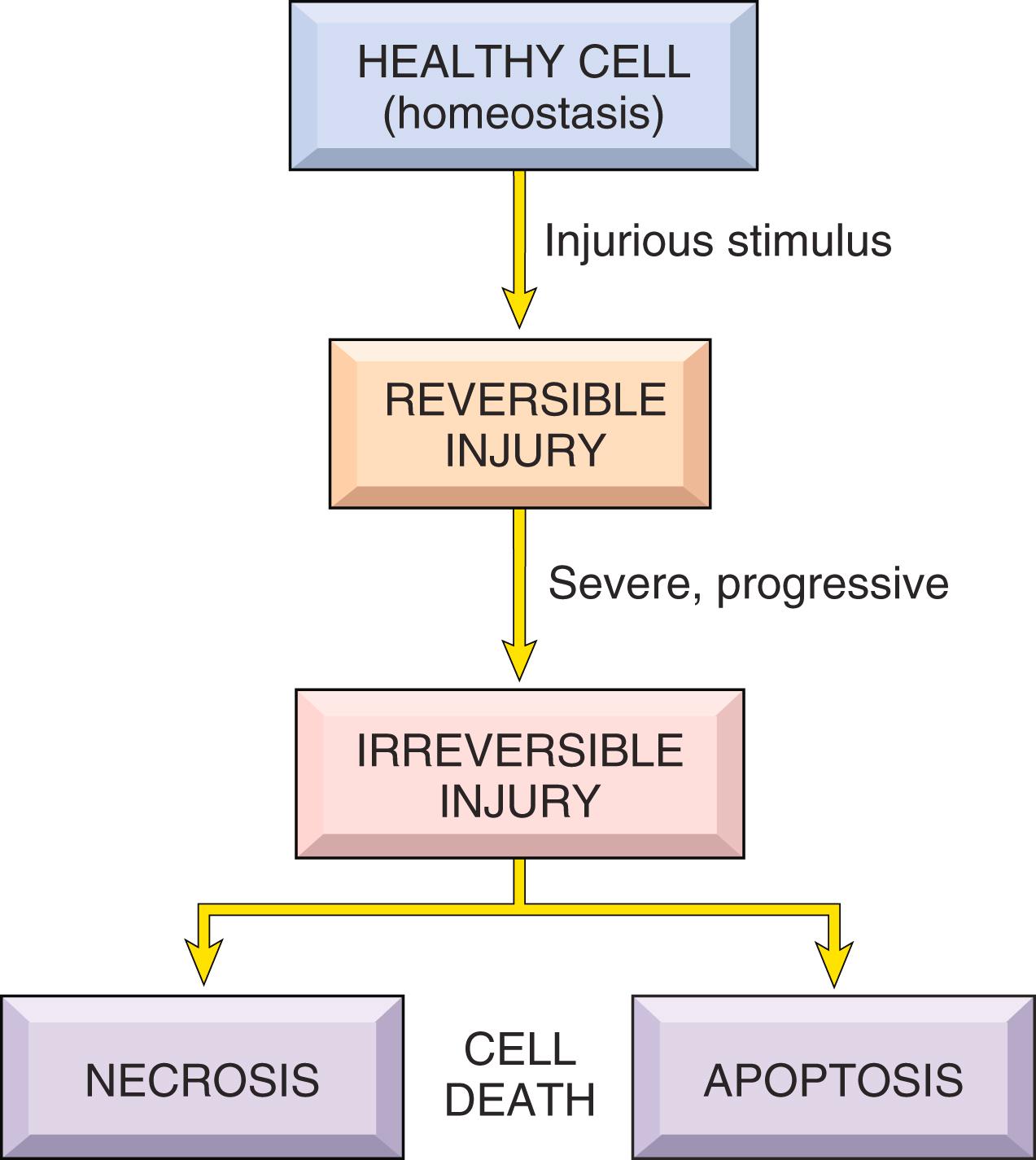 FIG. 1.2, Sequence of reversible cell injury and cell death.