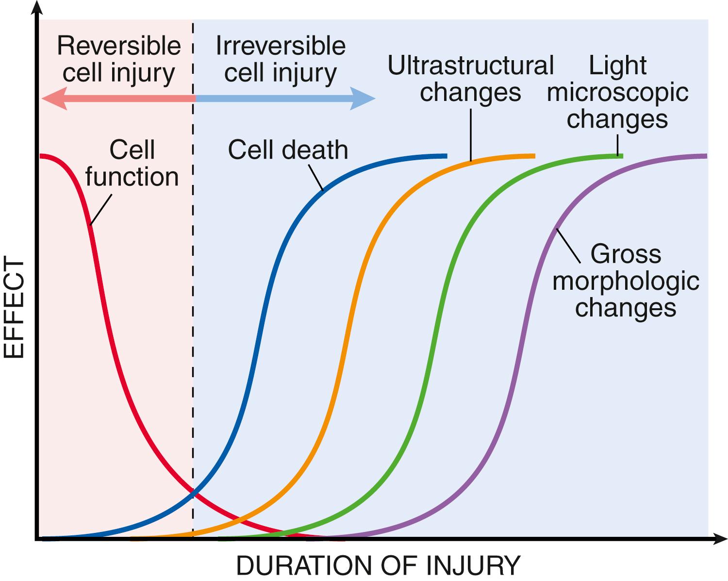 FIG. 1.5, The relationship of cellular function, cell death, and the morphologic changes of cell injury. Note that cells may rapidly become nonfunctional after the onset of injury yet still be viable, with potentially reversible damage; with a longer duration of injury, irreversible injury and cell death may result. Cell death typically precedes ultrastructural, light microscopic, and grossly visible morphologic changes.