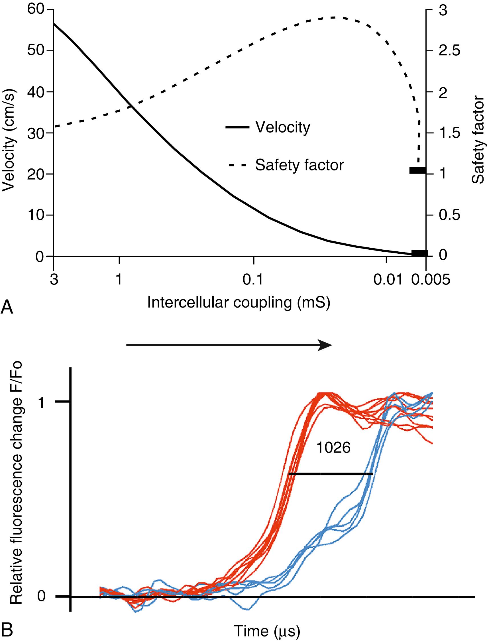 Fig. 27.1, Dependence of safety and velocity of propagation on intercellular coupling.