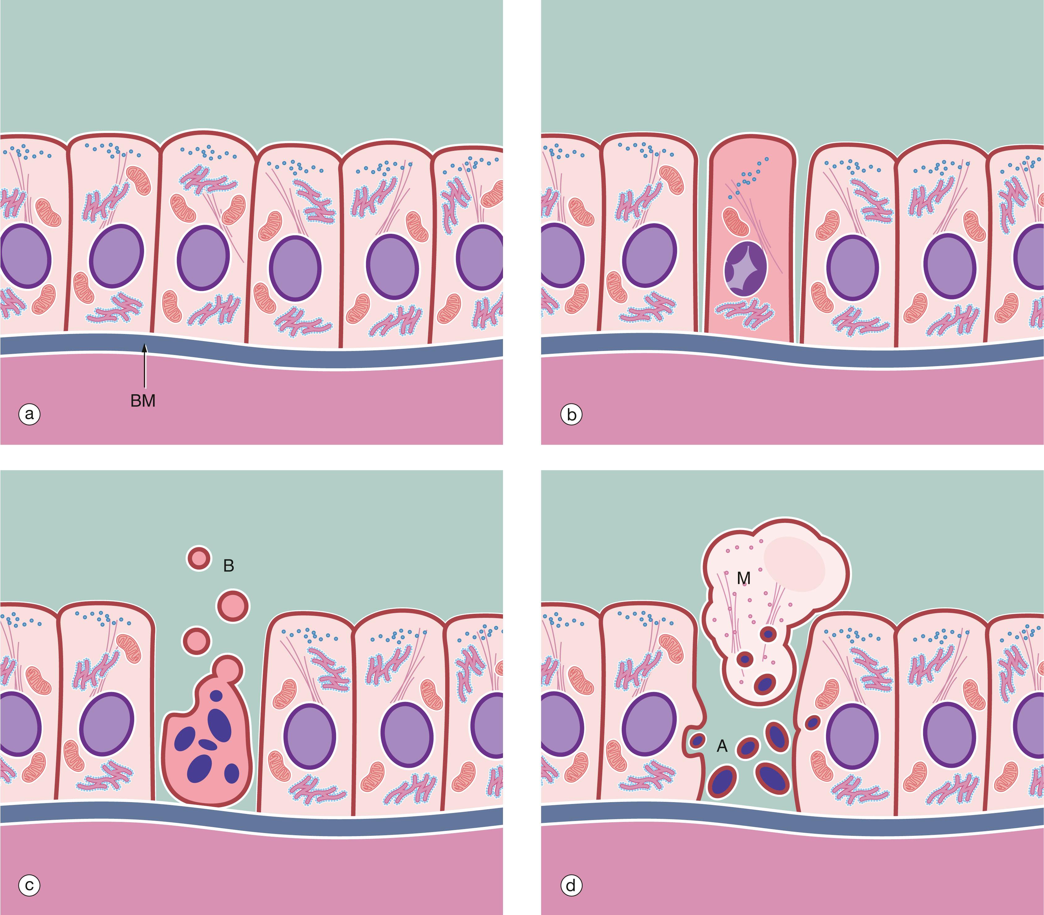 Fig. 2.8, The mechanism of apoptosis