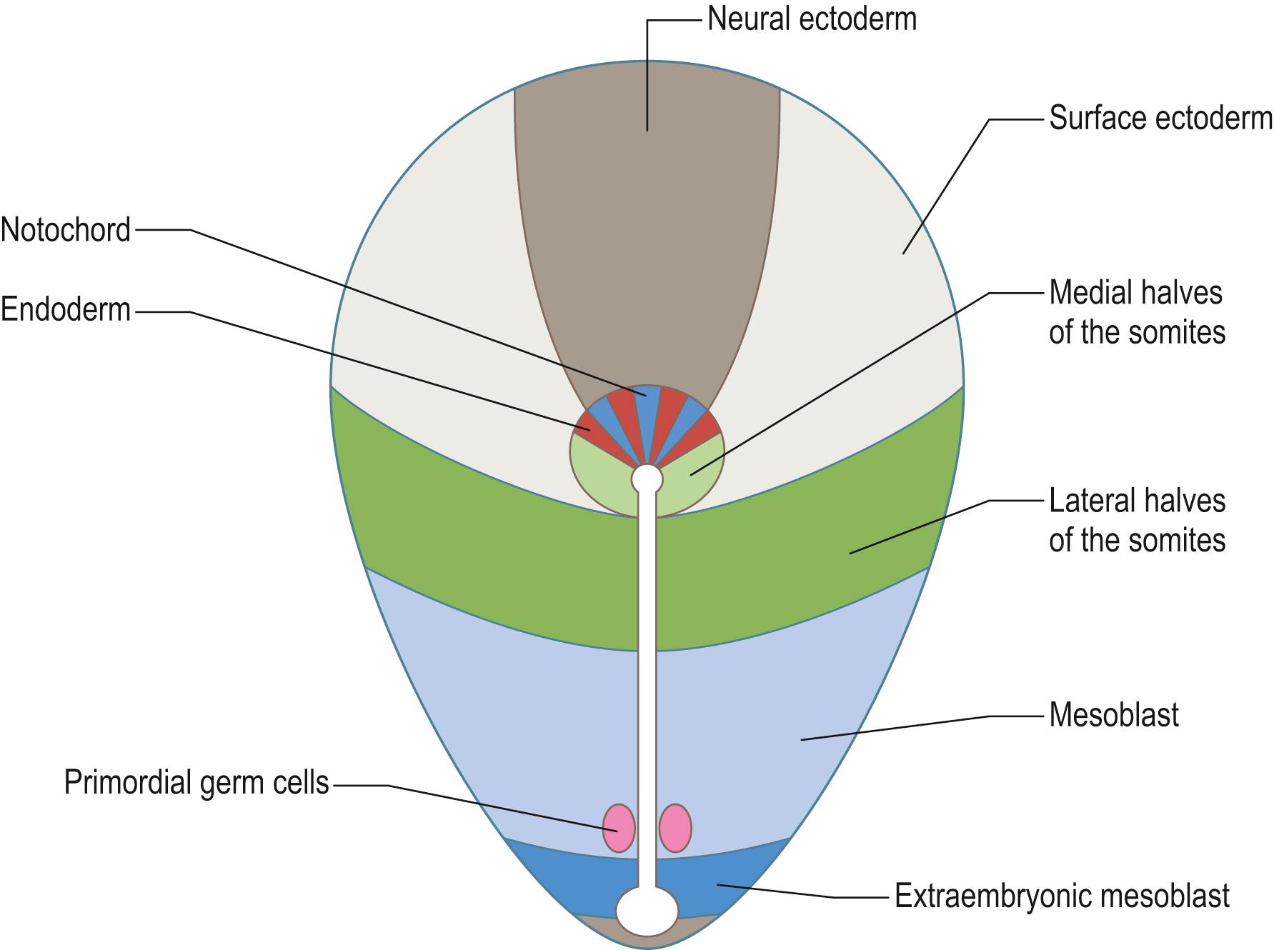 Fig. 10.3, The predictive fates of the epiblast cell population at the time the primitive streak is present.