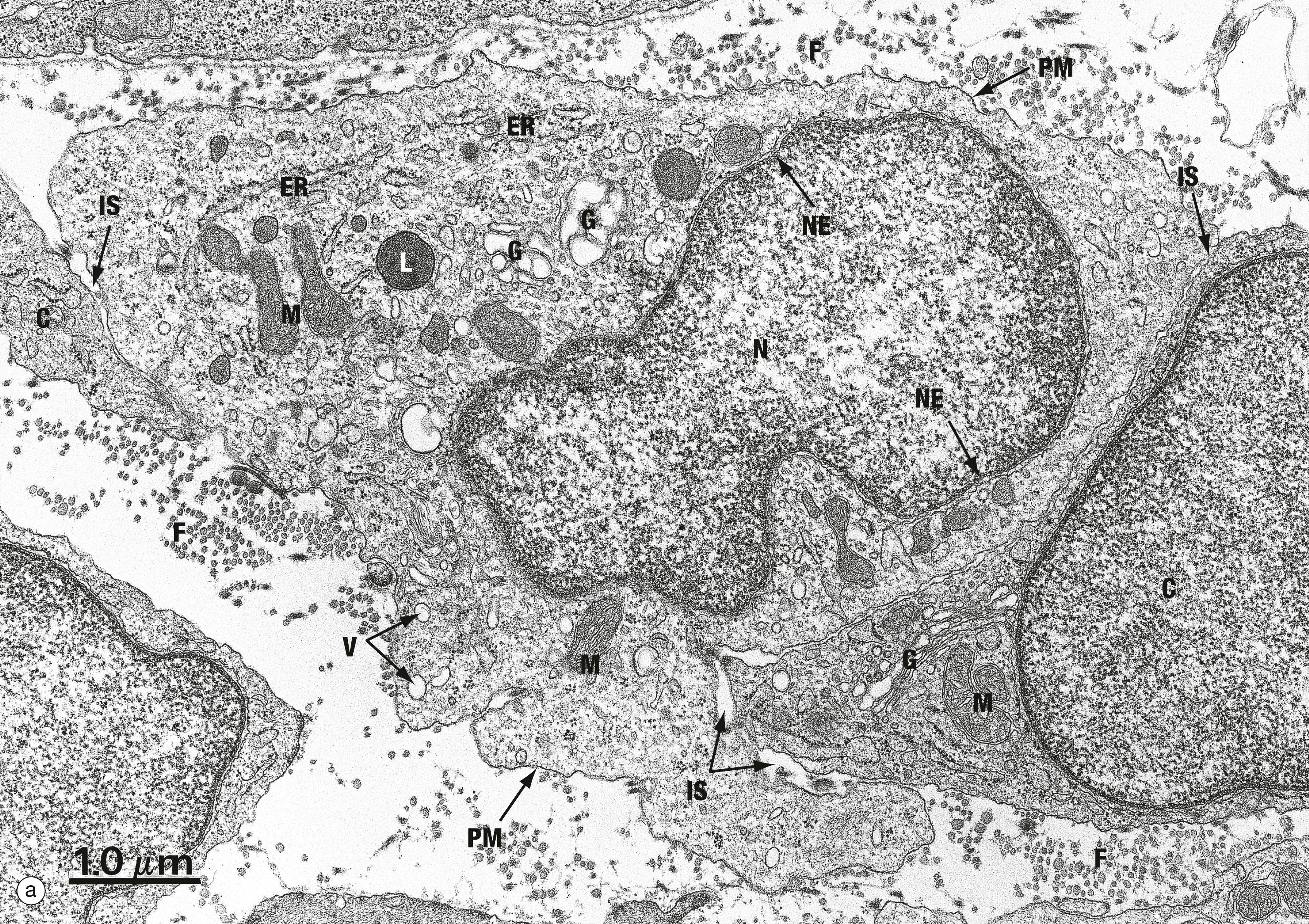 Fig. 1.1, The cell