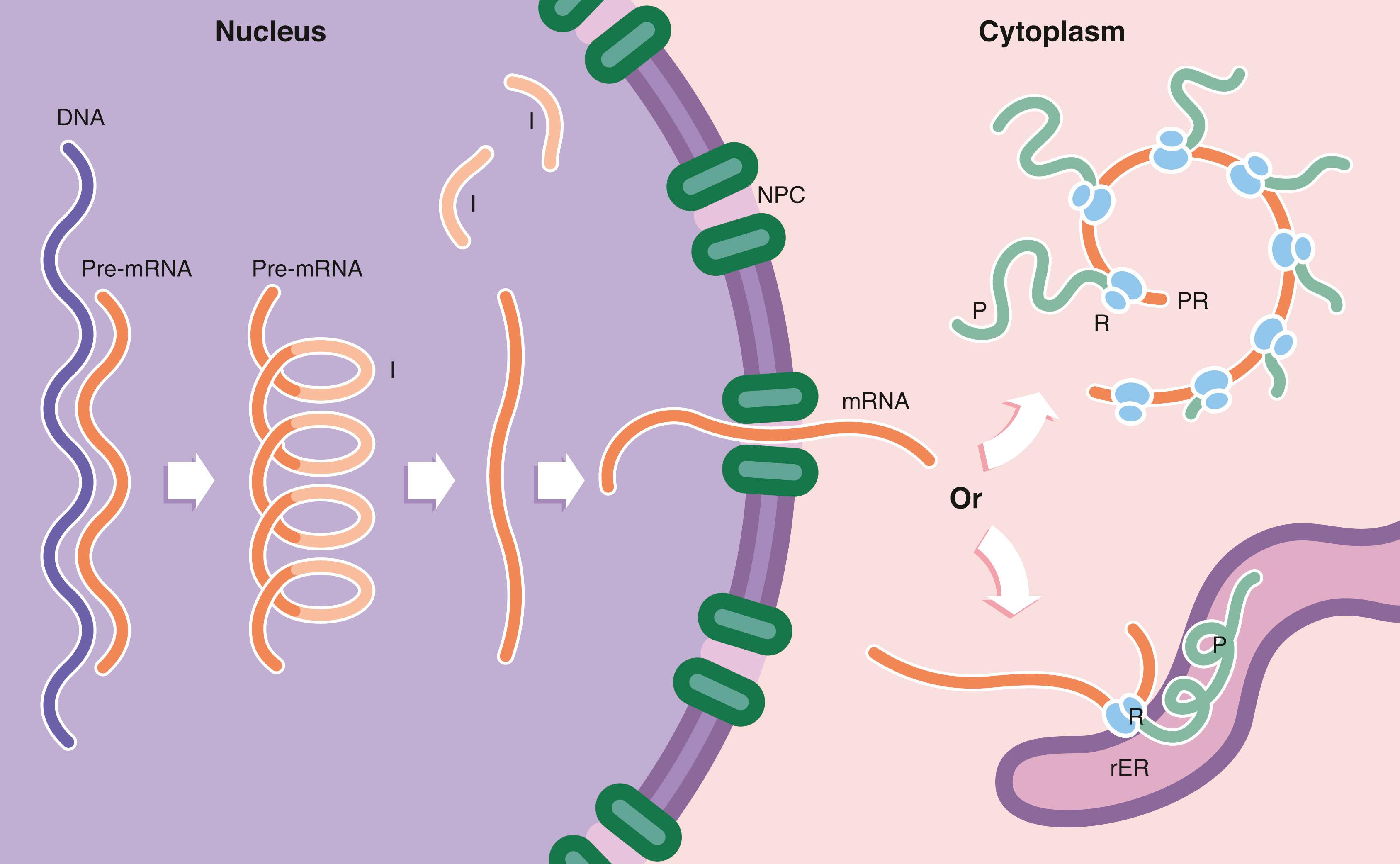 Fig. 1.6, Protein synthesis and degradation