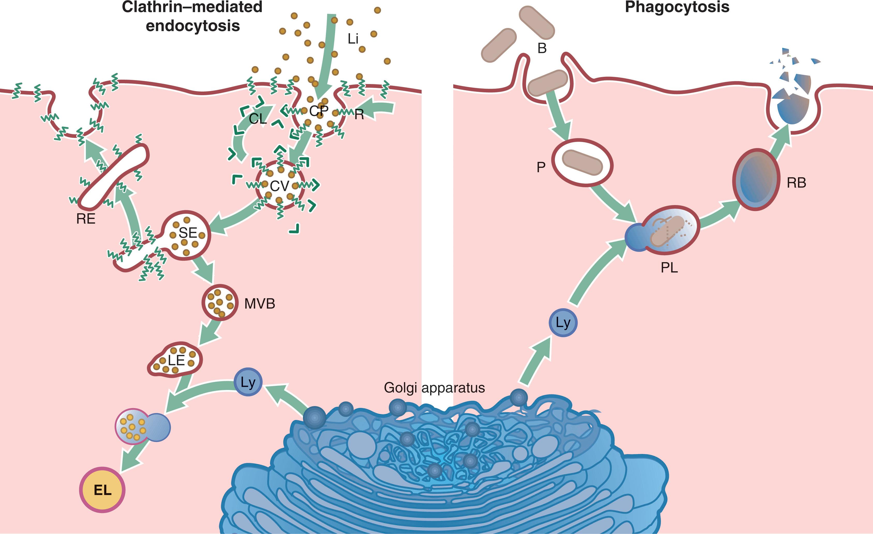 Fig. 1.12, Endocytosis