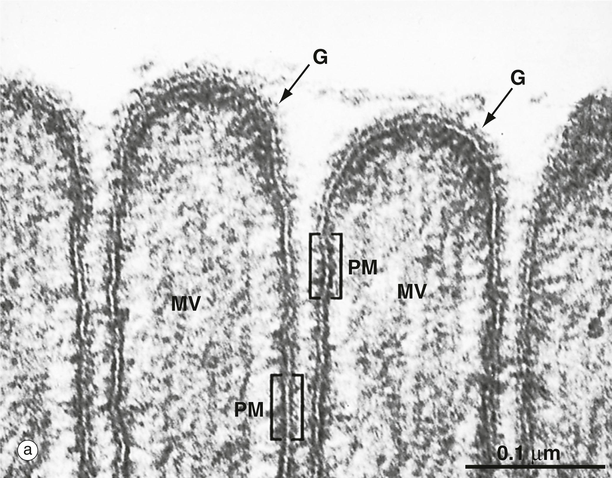 Fig. 1.2, Membrane structure