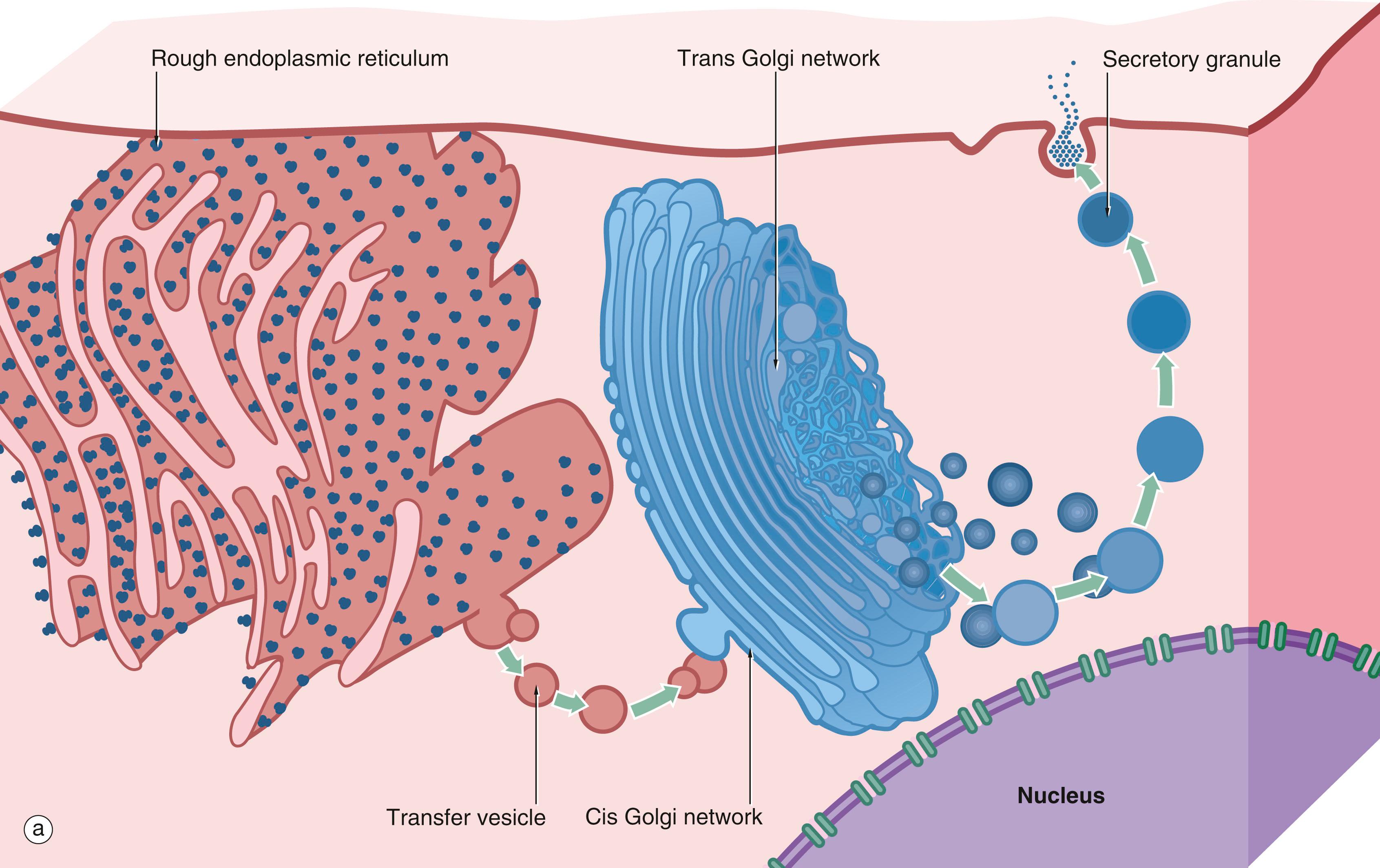 Fig. 1.10, Golgi apparatus