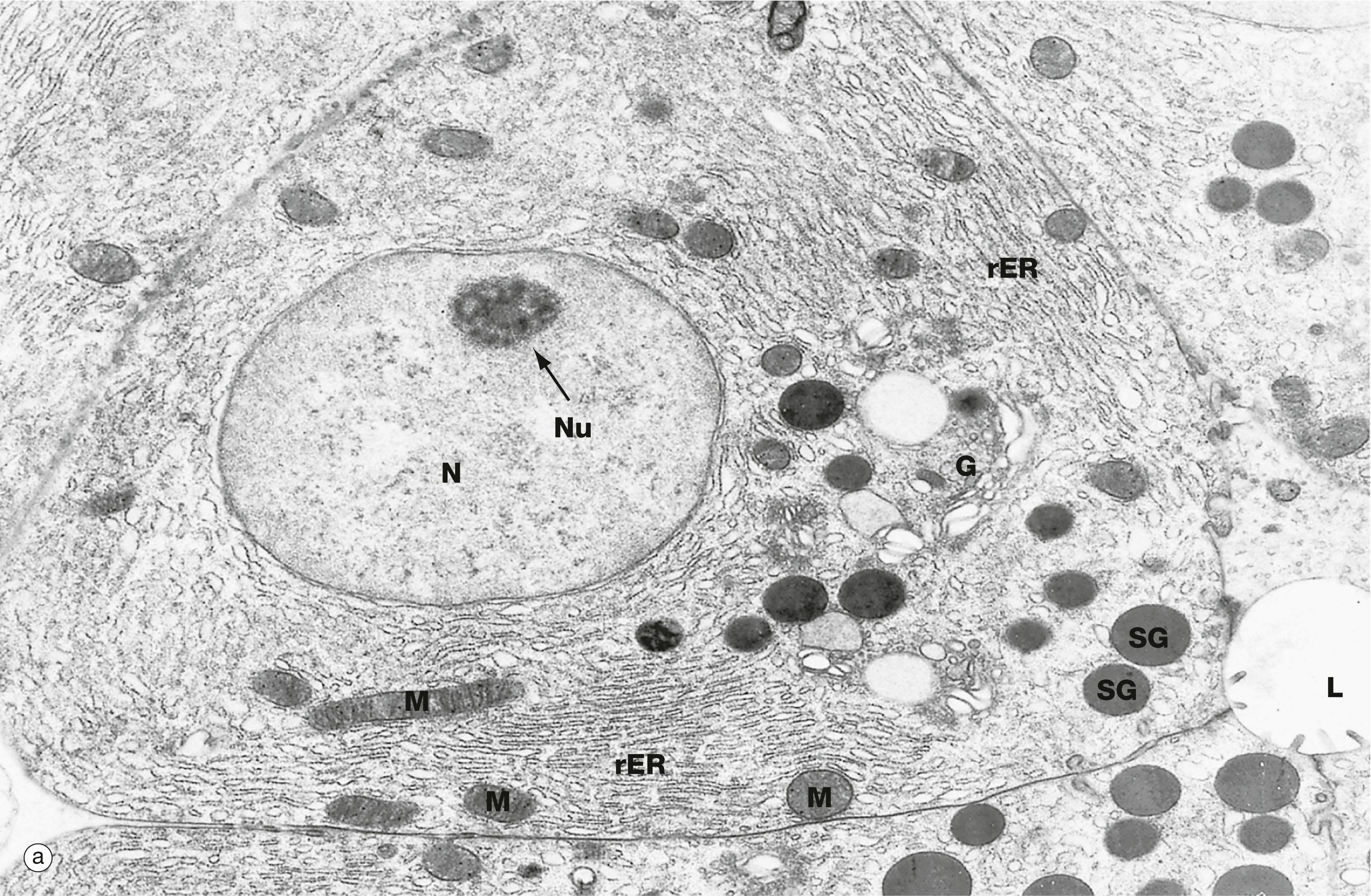 Fig. 1.11, Exocytosis