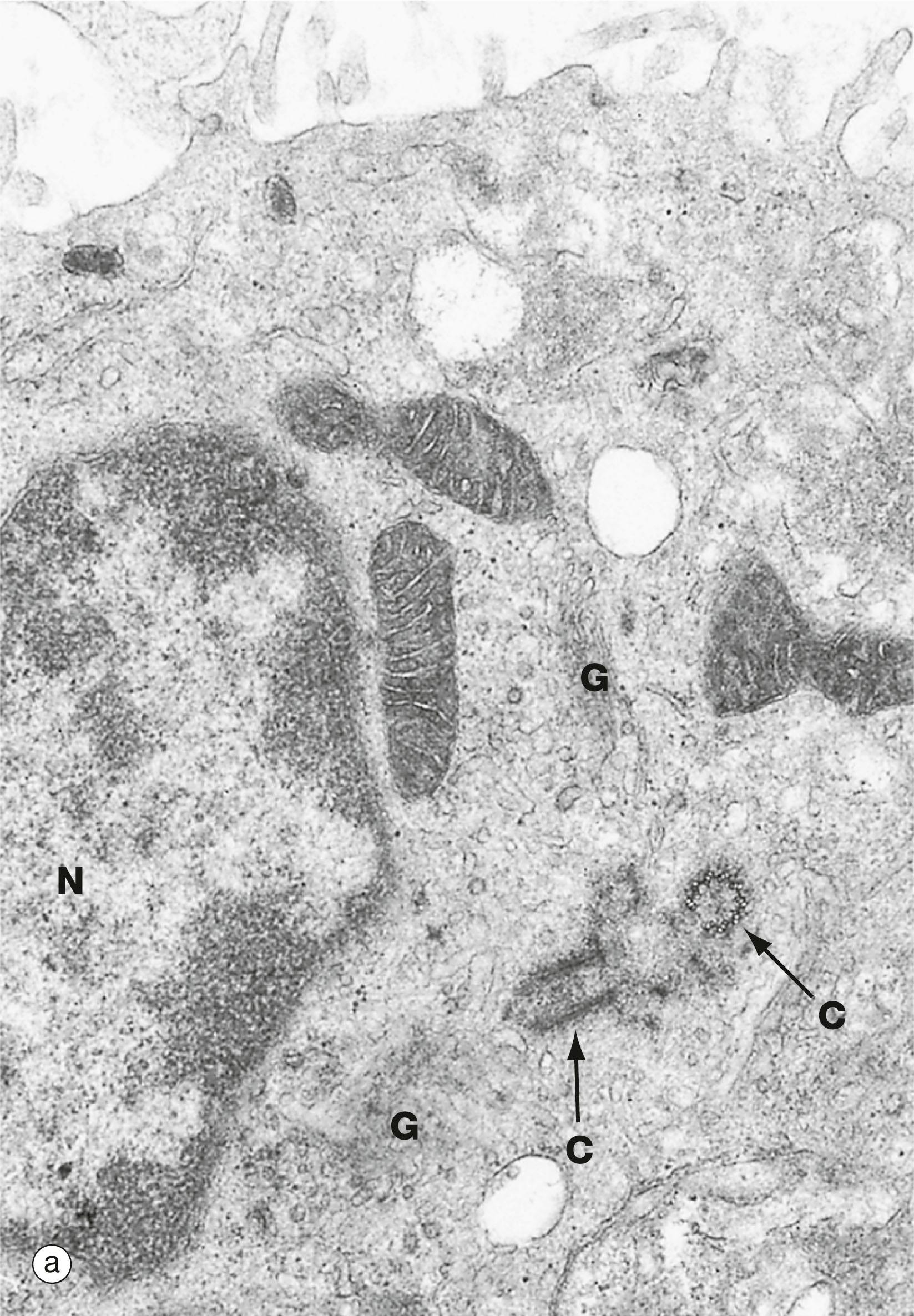 Fig. 1.18, Centrosome