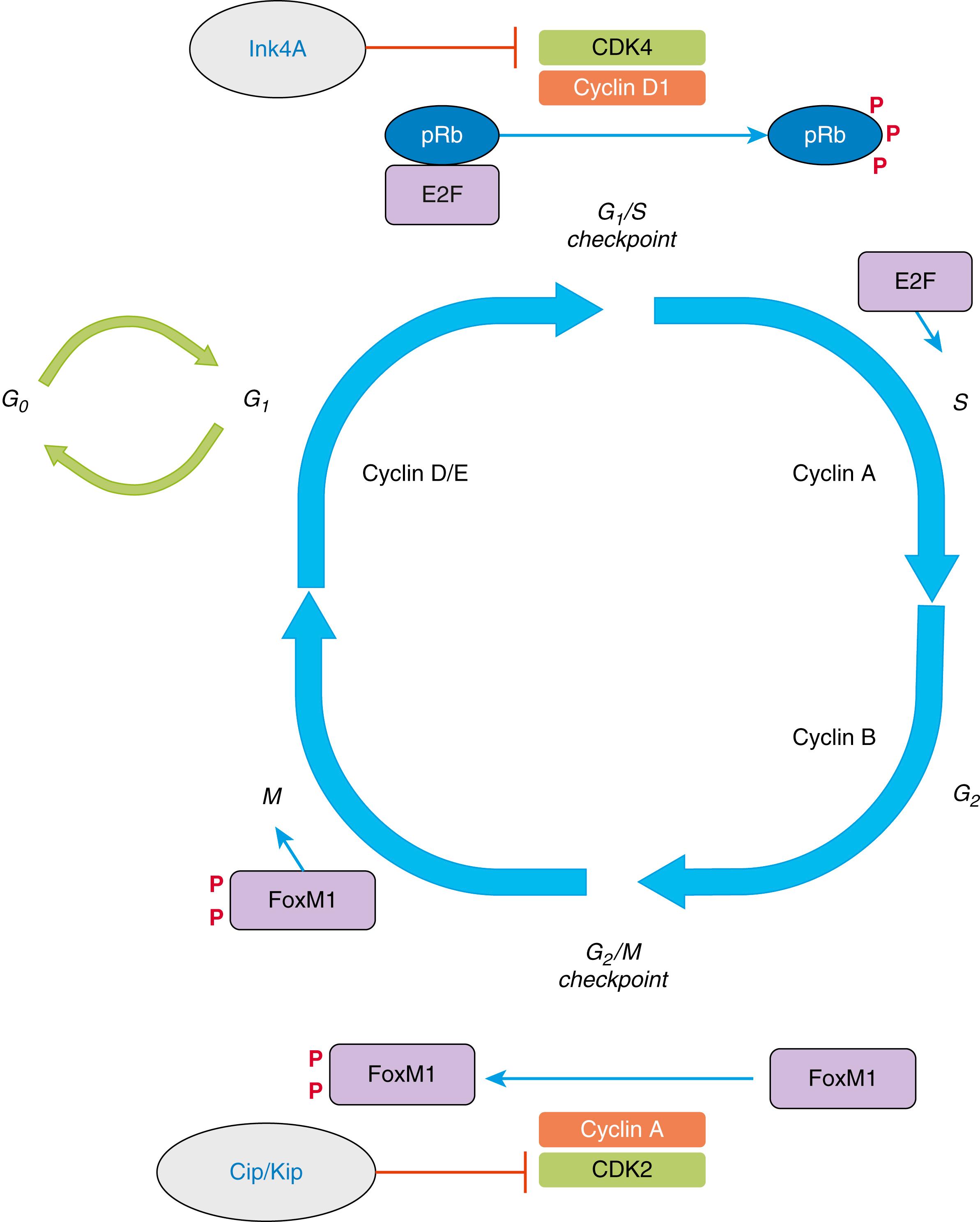 Fig. 1.1, Regulation of the cell cycle by (cycs), cyclin-dependent kinases (cdks), and cdk inhibitors. In the normal cell cycle, DNA synthesis (in which chromosomal DNA is duplicated) occurs in the S phase, whereas mitosis (in which nuclei first divide to form a pair of new nuclei, followed by actual cellular division to form a pair of daughter cells) takes place in the M phase. The S and M phases are separated by two gap phases: the G 1 phase after mitosis and before DNA synthesis, and the G 2 phase following the S phase. During these gap phases, the cell is synthesizing proteins and metabolites, increasing its mass, and preparing for the S phase and M phase. Cell cycle progression is regulated primarily at two points, the G 2 /M and G 1 /S checkpoints, through the coordinated activities of cyclins and CDKs, which in turn are negatively regulated by CDK inhibitors ( Ink4 and Cip/Kip families).