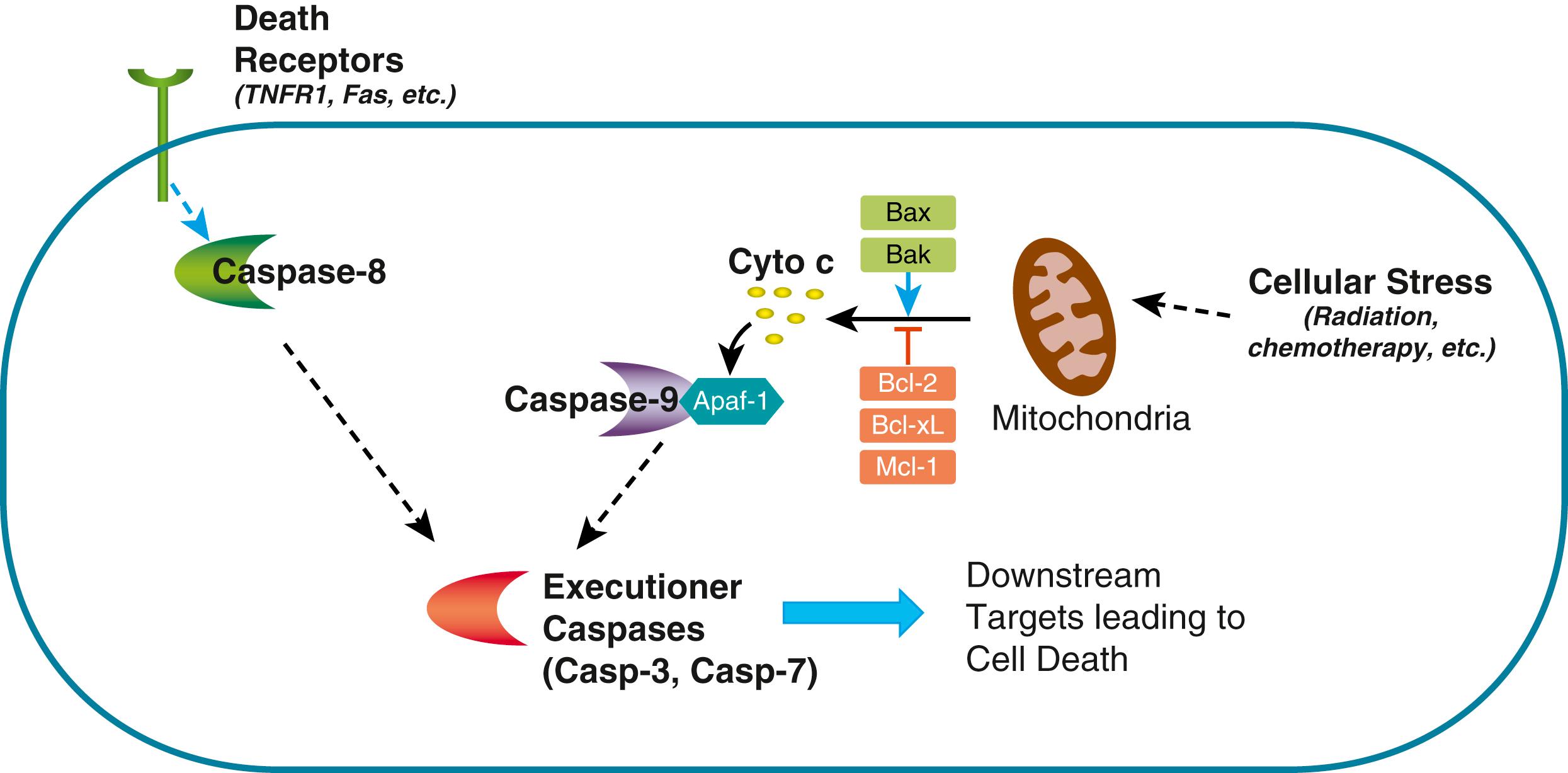 Fig. 1.2, Apoptosis (programmed cell death) counterbalances cellular proliferation to regulate overall tissue growth. A complex interplay of proapoptotic and antiapoptotic molecules results in downstream activation of caspases that mediate cell death. Some of these signals are initiated through cellular stress that can destabilize mitochondrial membranes, and some are initiated through death receptors, including TNFR1 and Fas . The mitochondrial step is regulated by the interplay between proapoptotic (Bax, Bak) and antiapoptotic (Bcl-2, Bcl-xL ) molecules. Upon mitochondrial permeabilization, cytochrome c release promotes the formation of the apoptosome complex ( APAF1 , caspase 9 , and cytochrome c ). Activation of caspase-8 (downstream of death receptor) or of caspase-9 (as a result of apoptosome formation), leads to activation of executioner caspases (3 and 7) which are responsible for targeting downstream targets that are responsible for cell death.