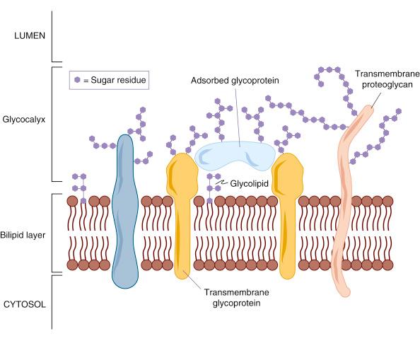 • Fig. 2.1, The glycocalyx is synthesised by epithelial cells. It is a feltwork of glycoproteins on the luminal aspect of an epithelium. It is the interface for communication between the lumen of a tube or body cavity and the cells.