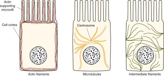 • Fig. 2.2, Three types of cytoskeletal elements within a cell allow the cell to maintain a shape or move it.