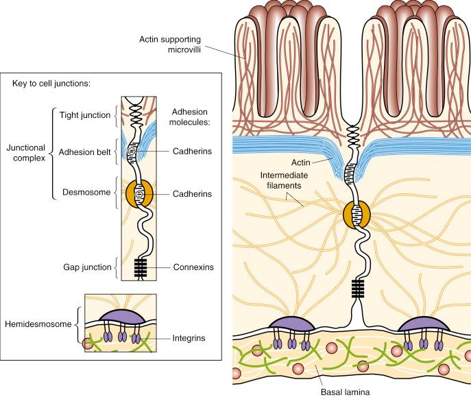 • Fig. 2.4, Junctional complexes form between epithelial cells, preventing passage between cells, permitting communication between cells, and joining cells to each other and to the basal lamina. Junctions are supported by adhesion molecules and the cytoskeletal elements within the cells.